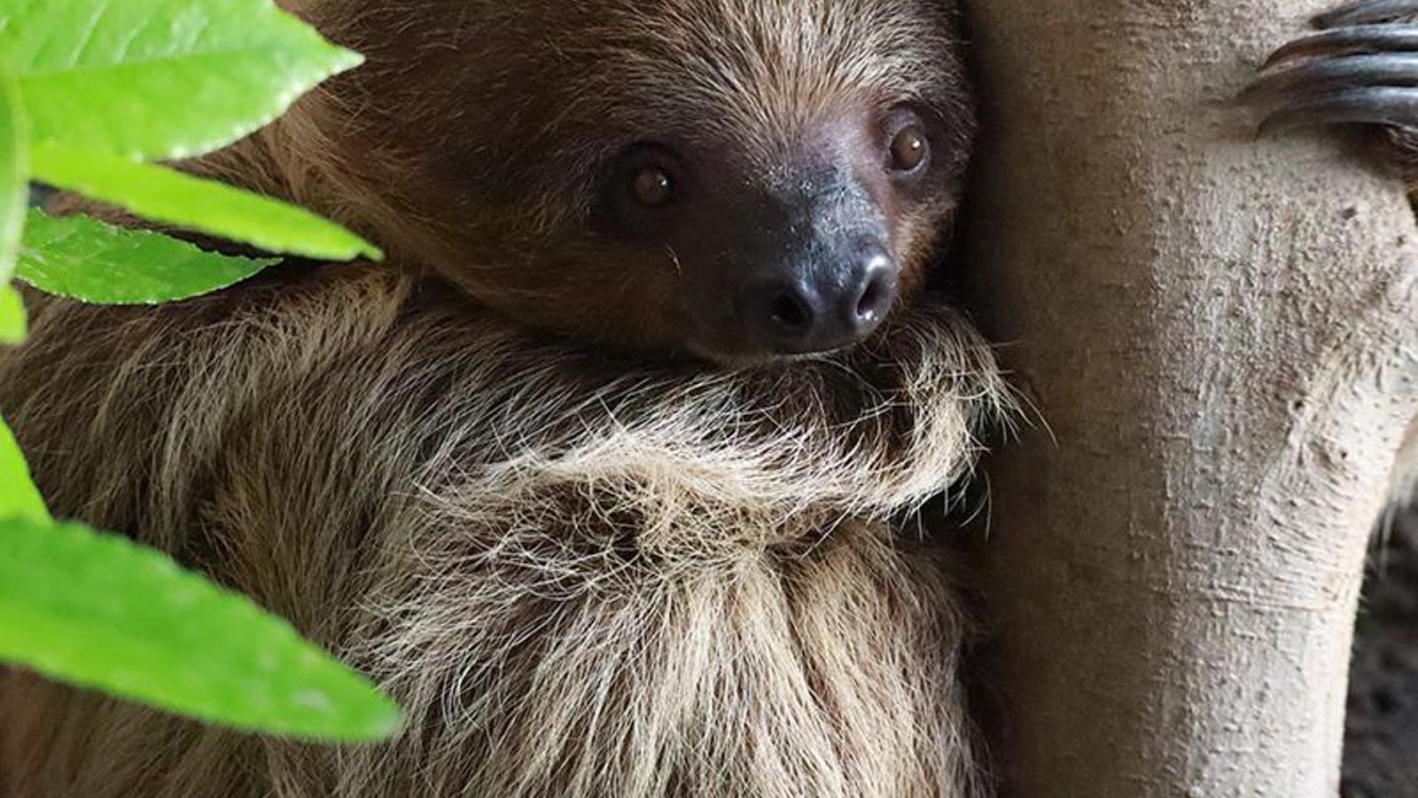 El perezoso de Selwo Marina.f