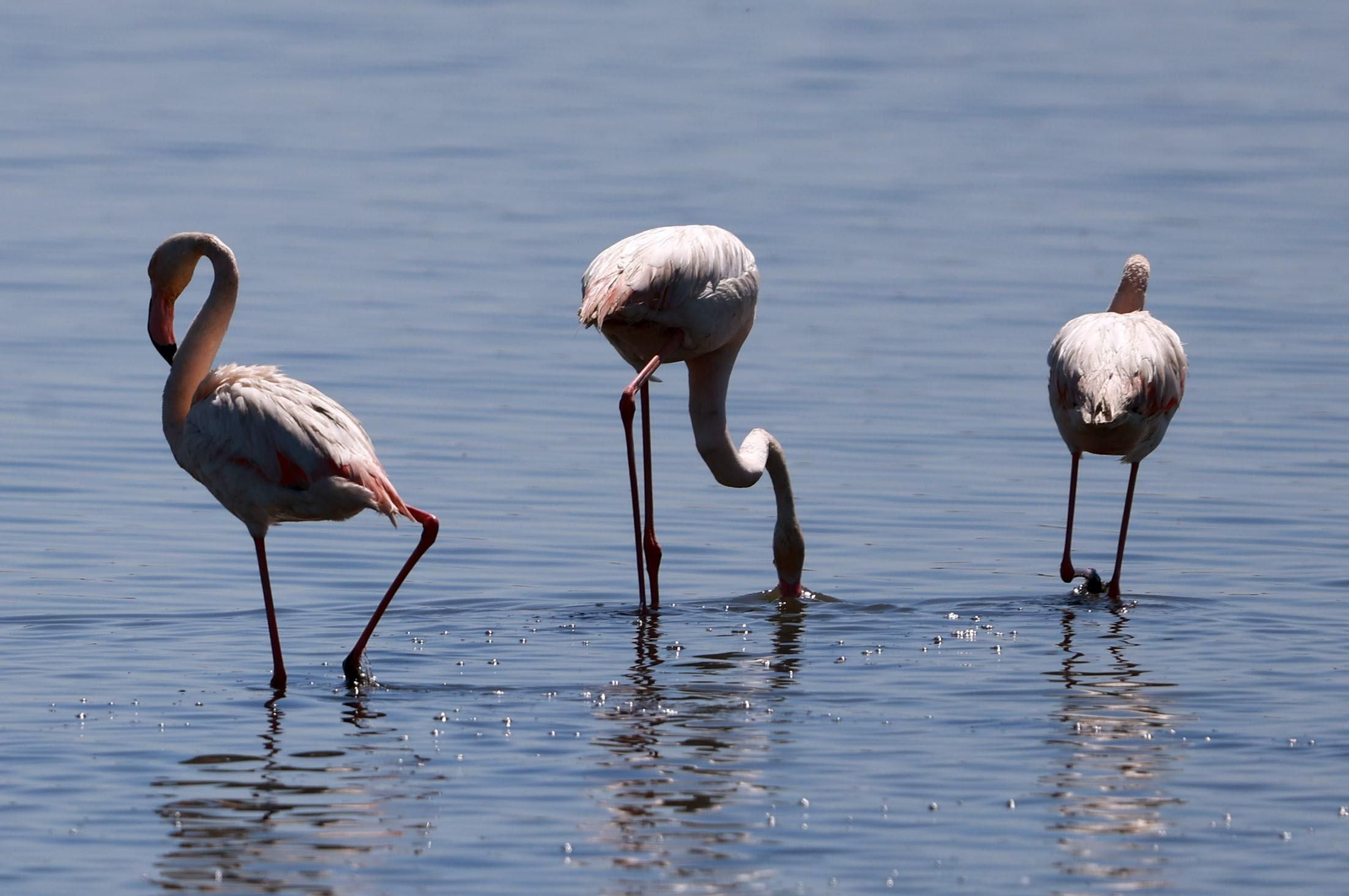 Imágenes de Marismas del Odiel, un Paraje Natural en la confluencia de las desembocaduras de los ríos Tinto y Odiel