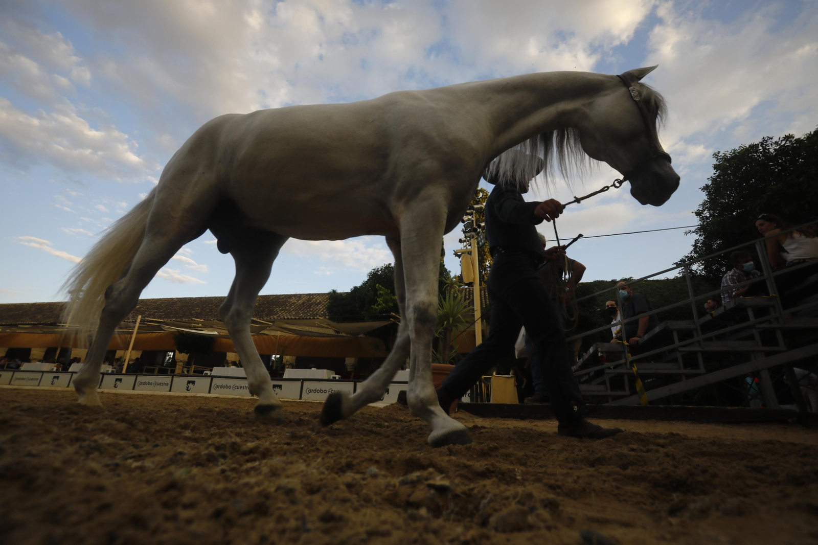 El concurso morfológico de caballos de pura raza de Cabalcor, en fotografías