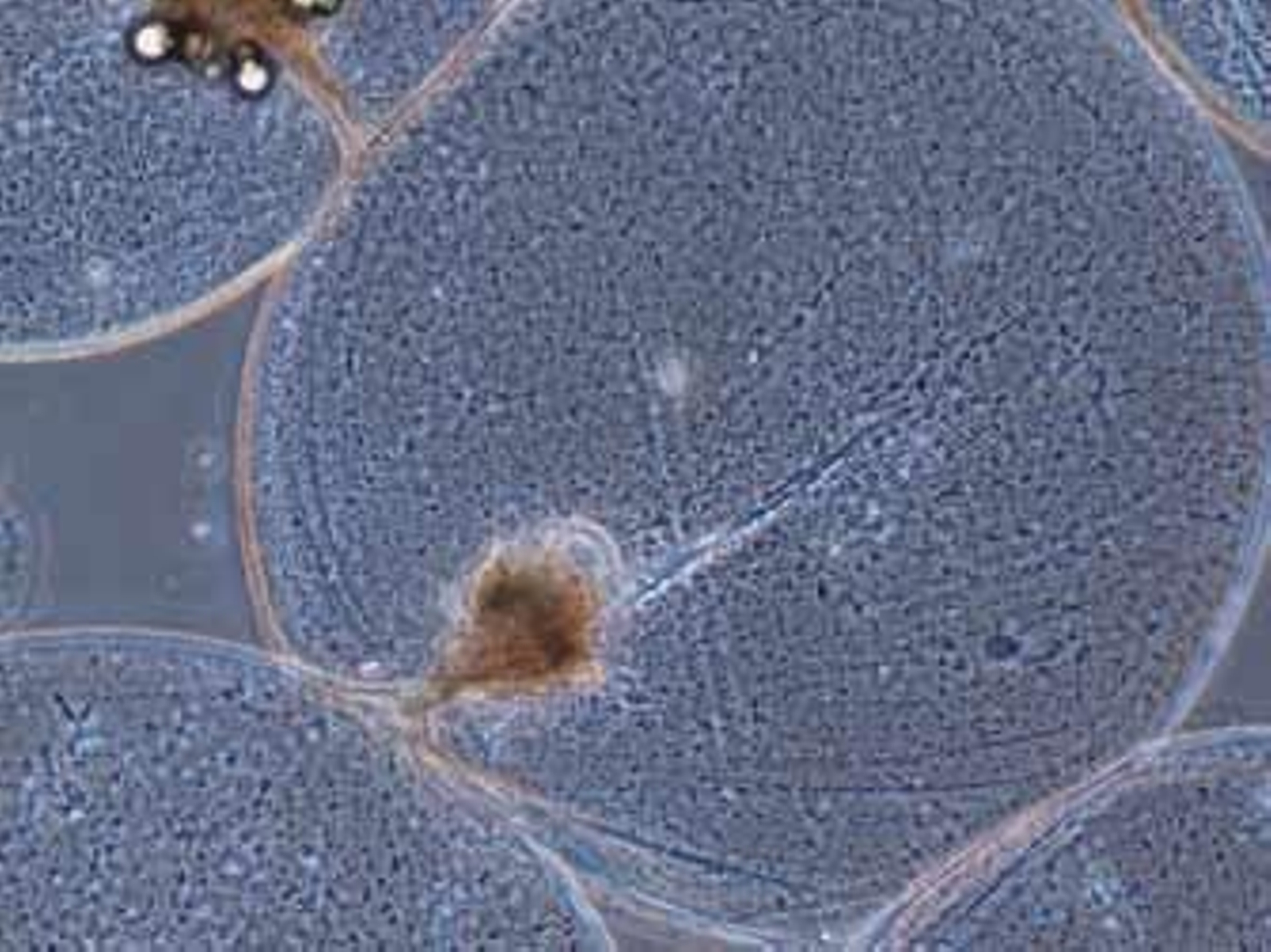 'Expediente X' en el mar malagueño