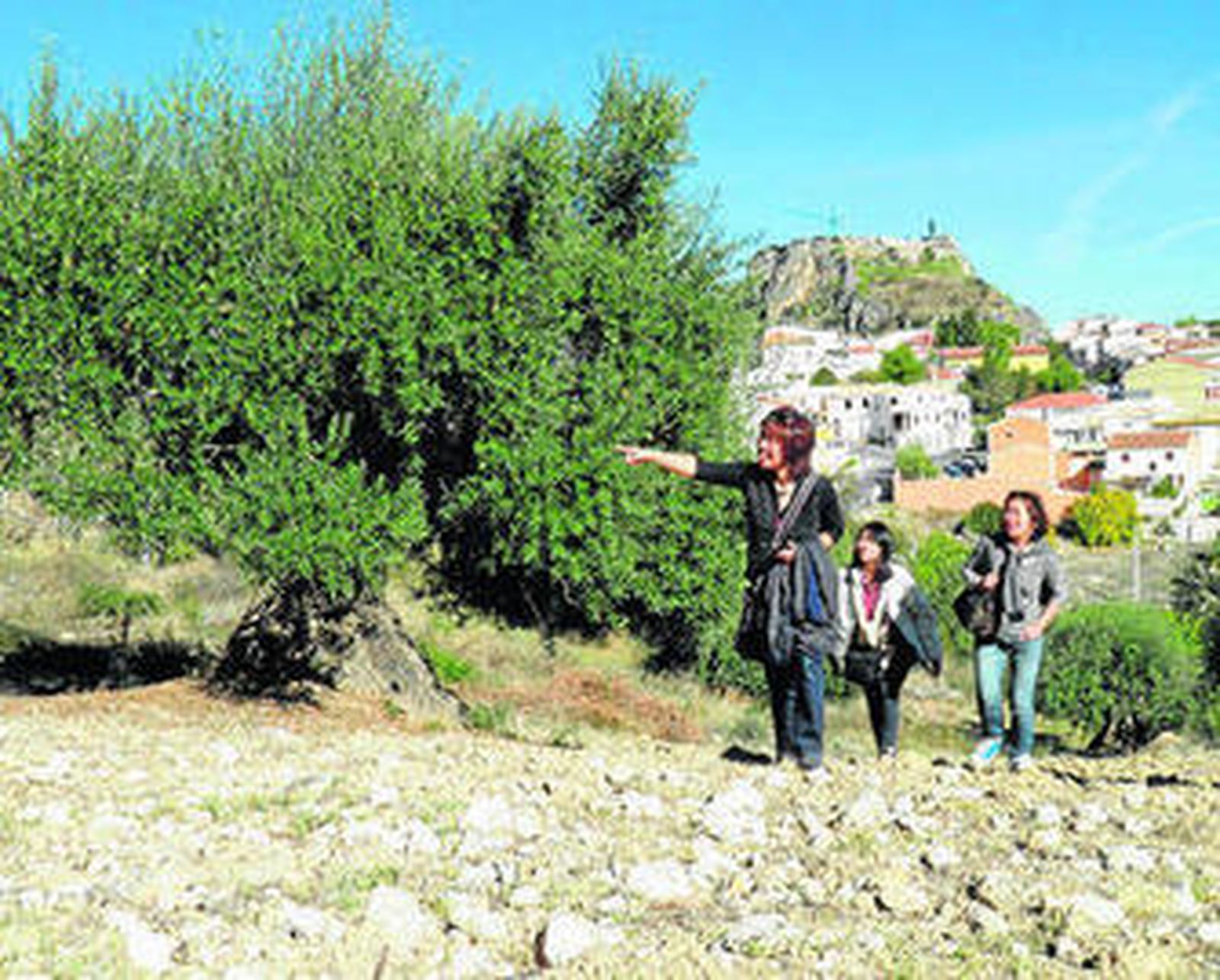 Tomiko Tanaka, Ayumi Kudo y Kaoru Ishikawa quedaron impresionadas con el porte de los olivos.
