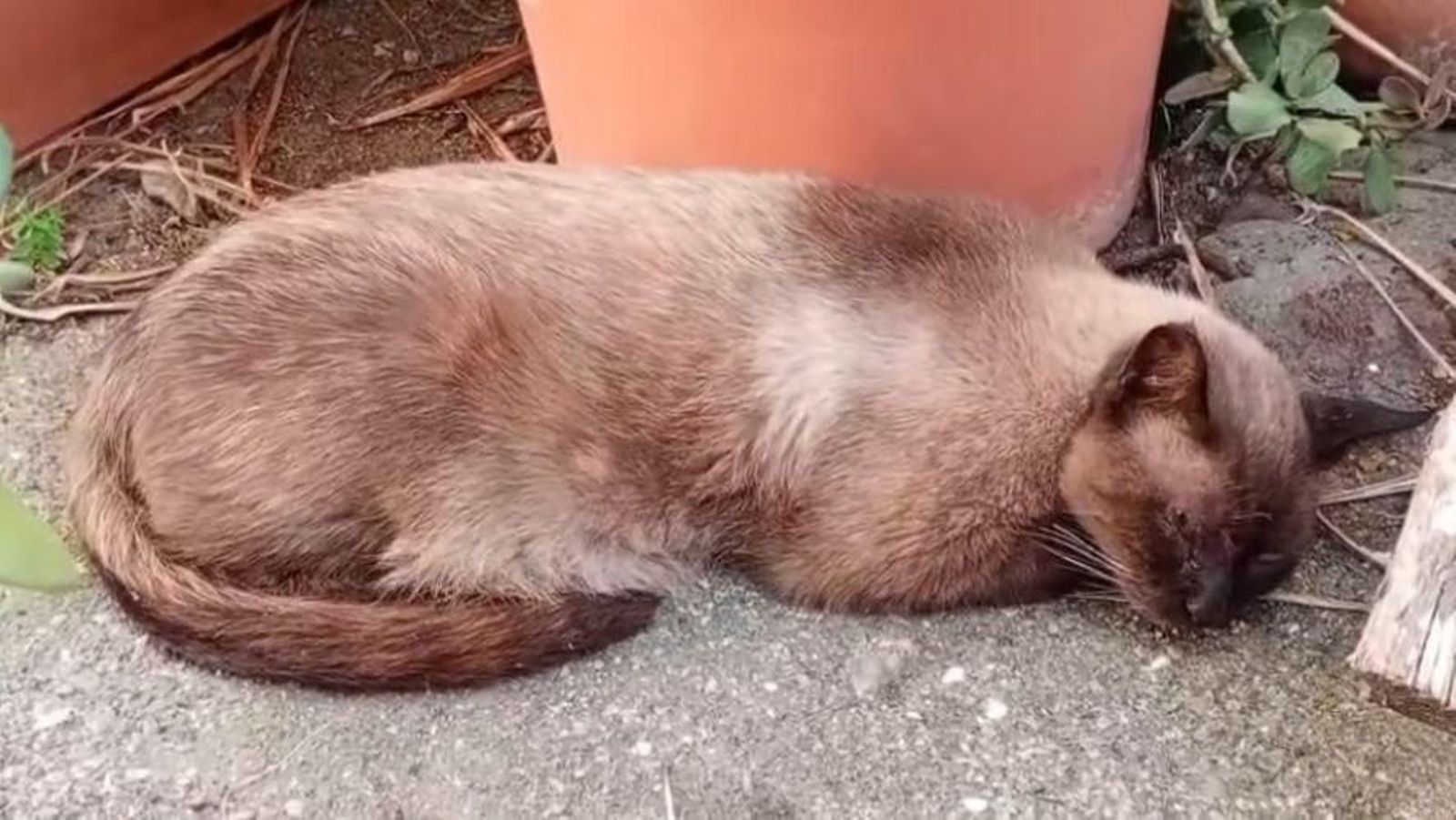 El gato herido por escopeta de perdigones en La Línea.