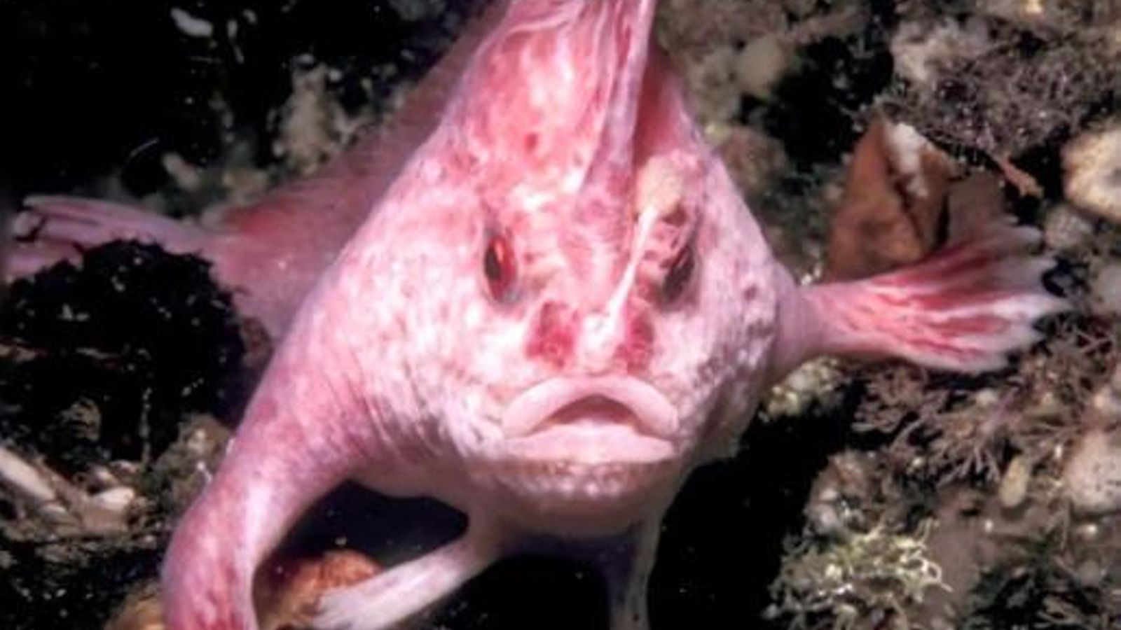 Pez rosado con manos