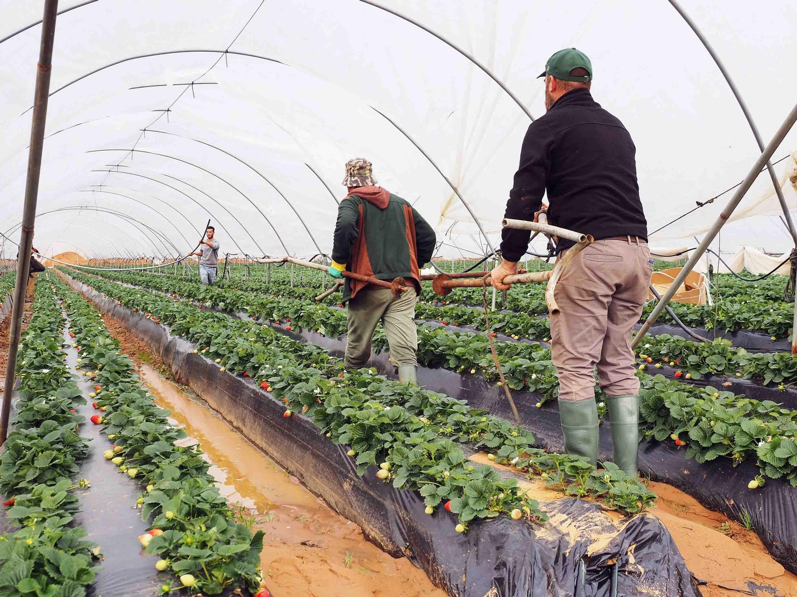 Trabajadores de una finca afectada trabajan en la reposición de los daños Trabajadores de una finca afectada trabajan en la reposición de los daños