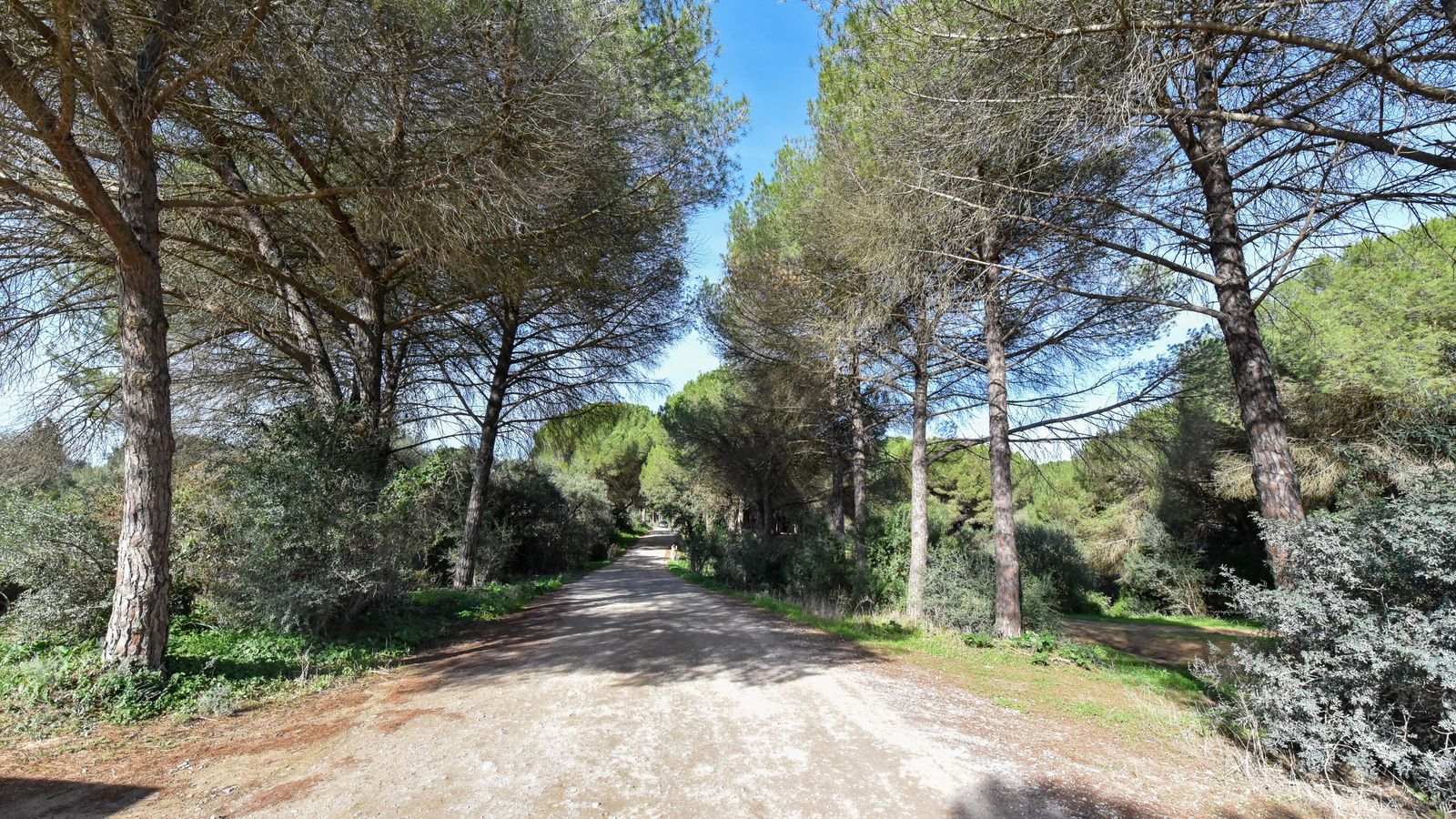 Diversidad vegetal del Pinar del Rey