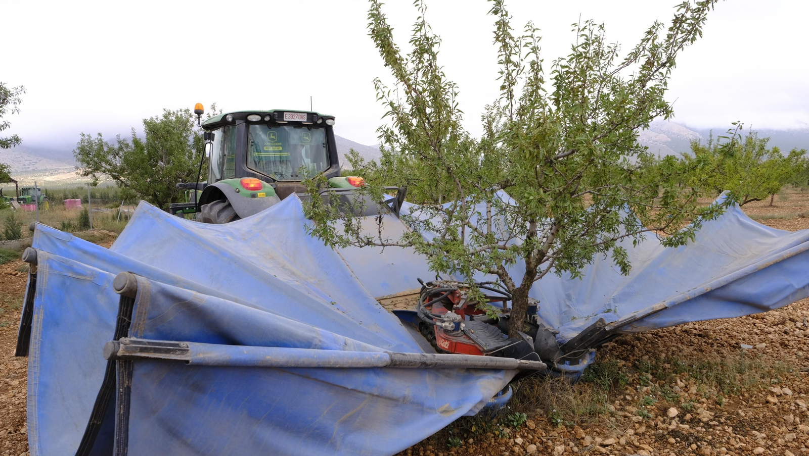Imágenes de la almendra ecológica de Chirivel