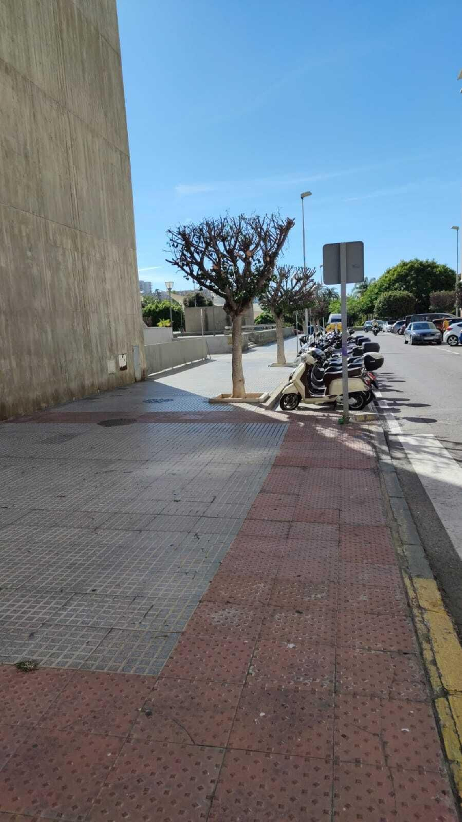 Hilera de pequeños ficus podados en la barriada de Astilleros