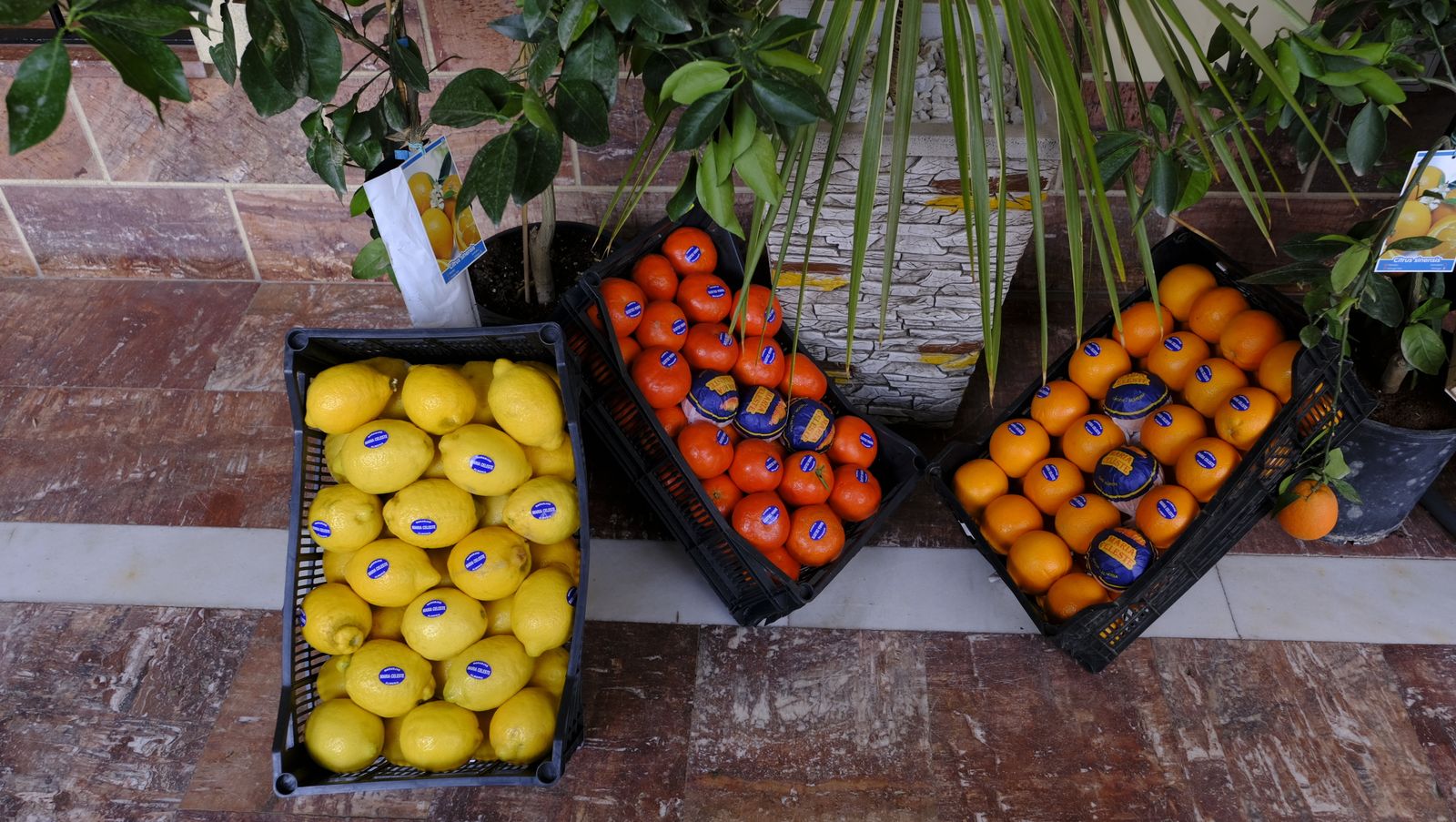 El Día de la Naranja en Gádor, en imágenes