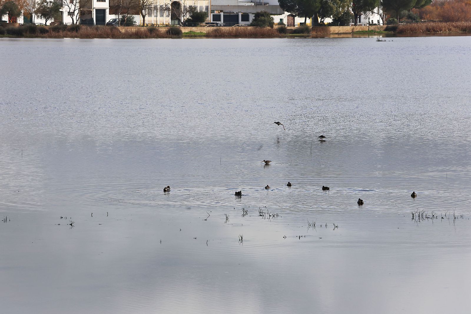 Estado actual en el que se encuentran las Marismas del Rocío tras las últimas lluvias