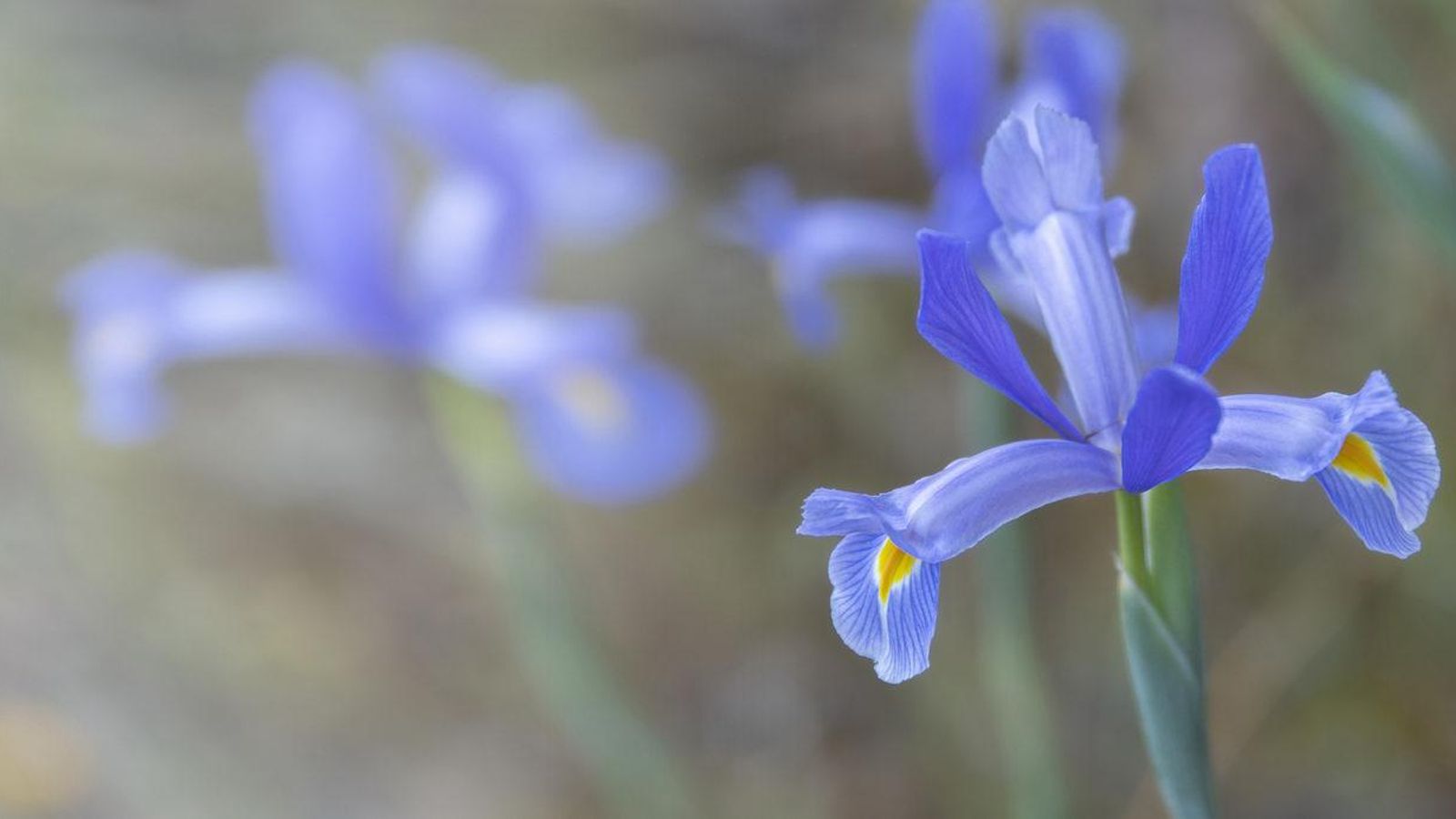 Otro de los bellos ejemplares en la sierra onubense.