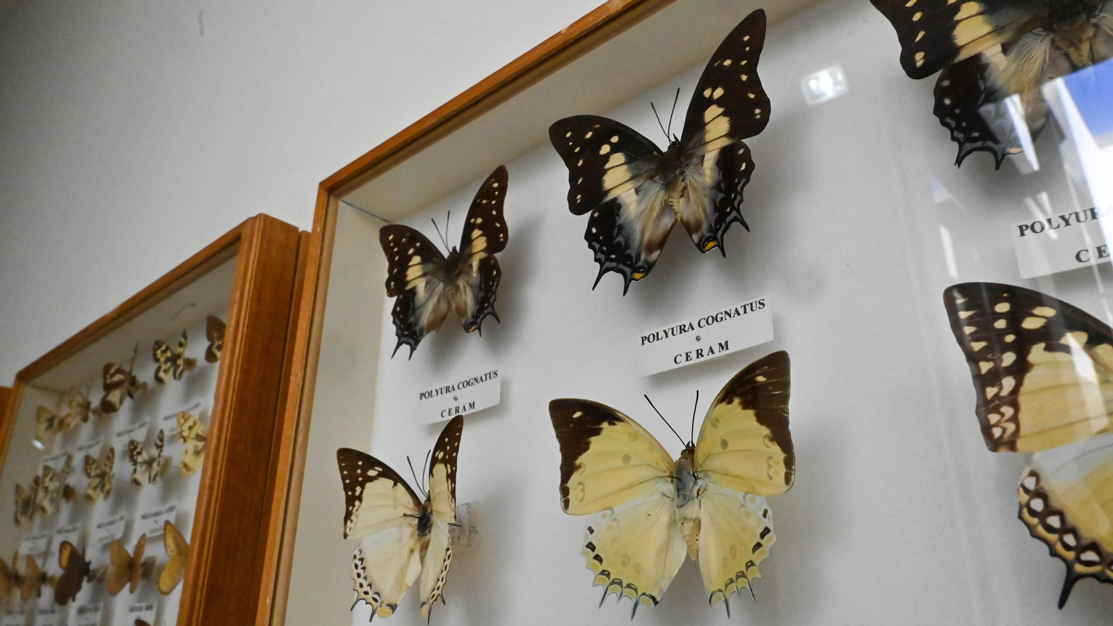 Las fotos de la colección etimologica de Pepe Torres en el Museo Cruz Herrera
