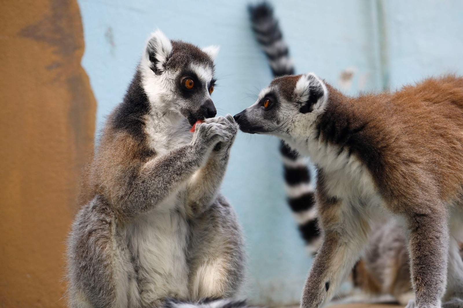 Fotogalería: Así viven los animales del Zoo de Córdoba los meses de verano
