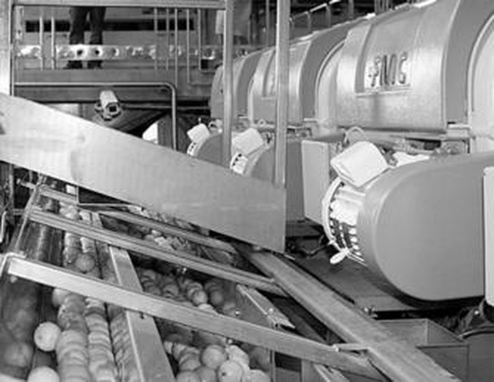 Interior de la planta que García Carrión posee en el municipio.