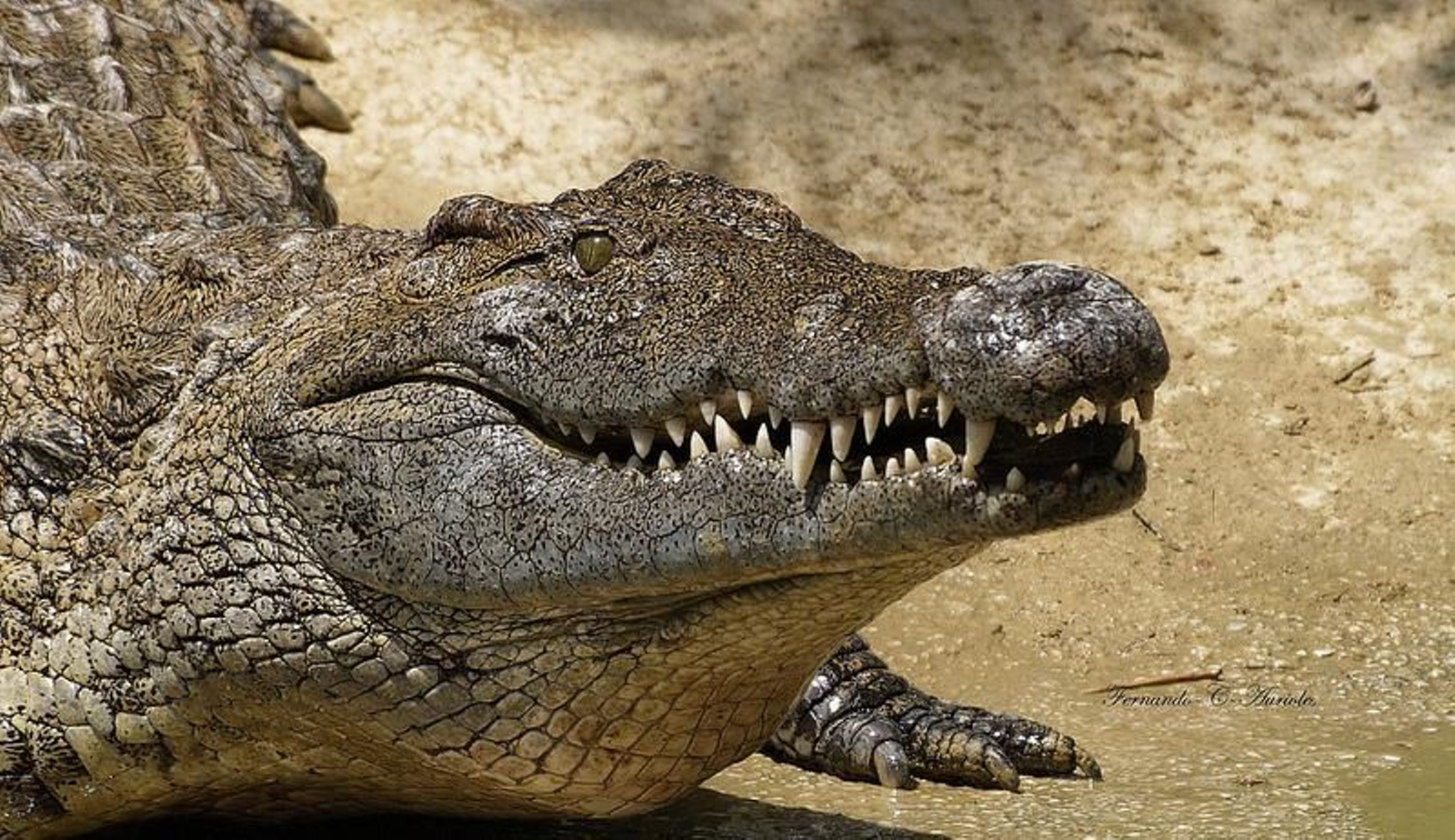 Un ejemplar de cocodrilo del Nilo.