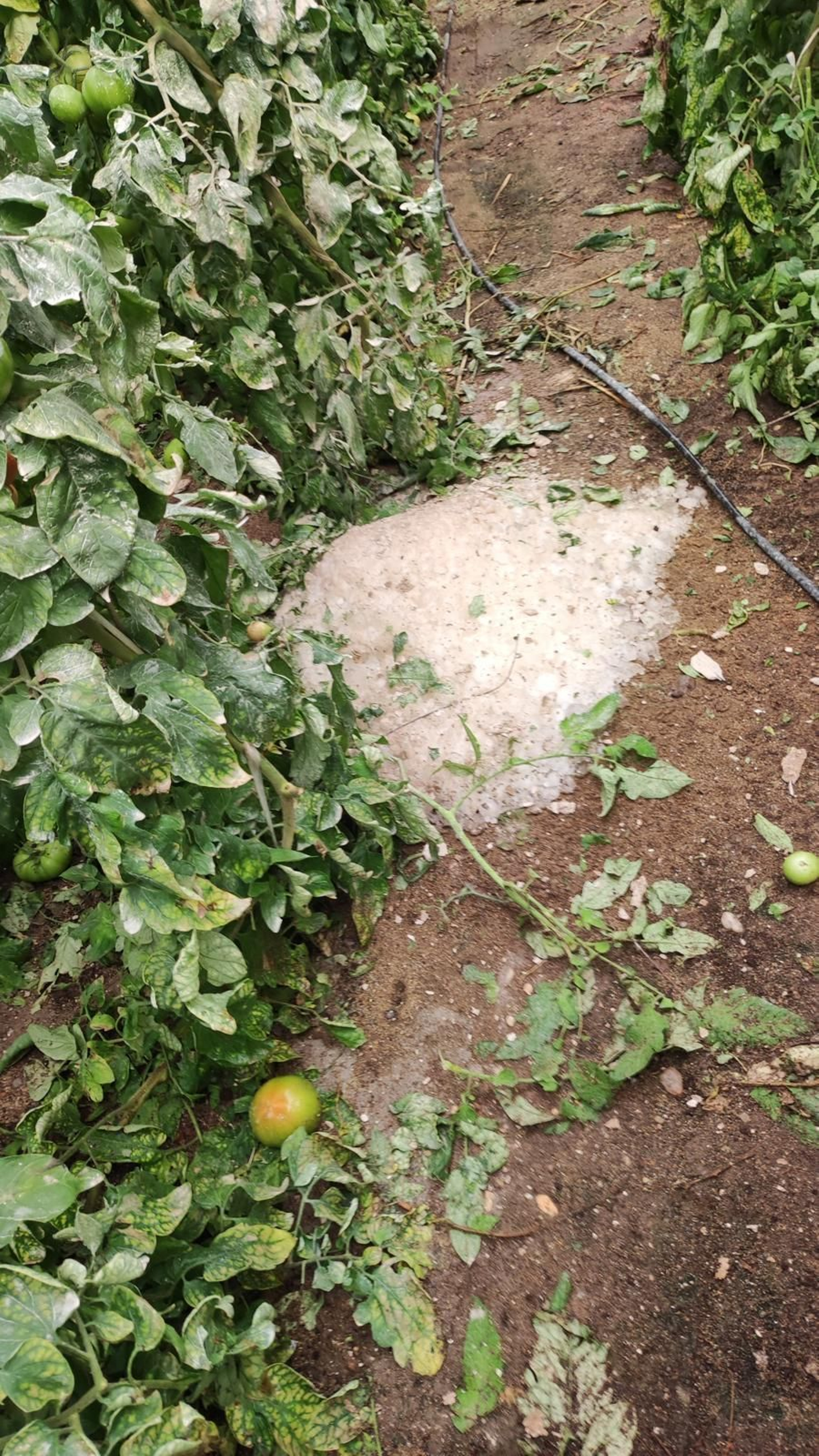 Las imágenes de los destrozos por el granizo en un invernadero de El Ejido