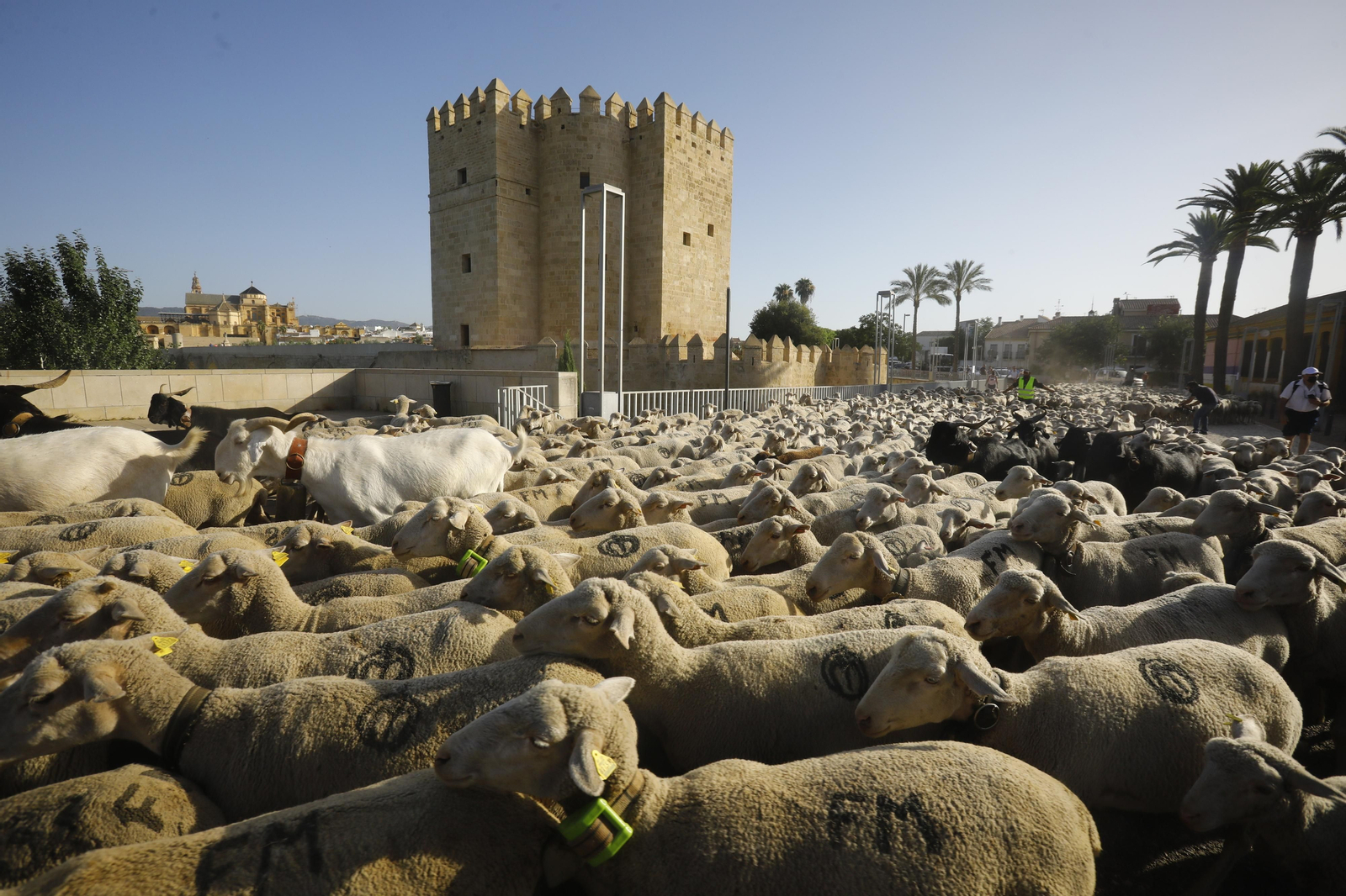 El paso de las ovejas de la ganadería Las Albaidas por Cordoba, en imágenes