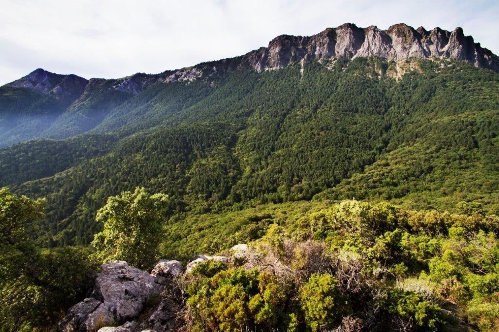 Pinsapar en la Sierra de Cádiz.