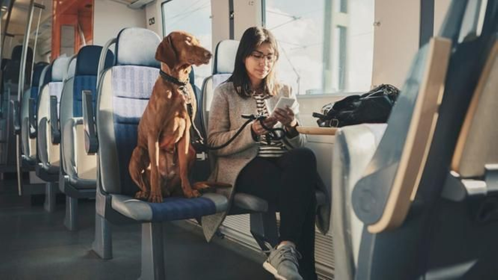 Buenas noticias: Renfe incluye en una ciudad andaluza la prueba piloto para viajar con perros de hasta 40 kilos