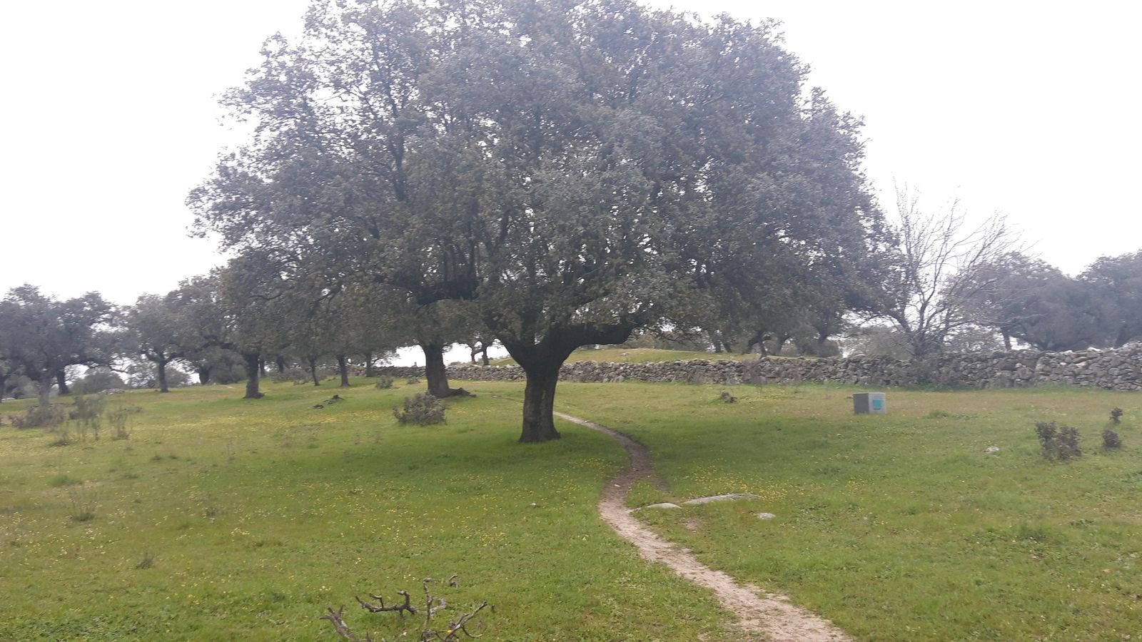 El camino irá siguiendo un murete de piedra durante varios kilómetros.