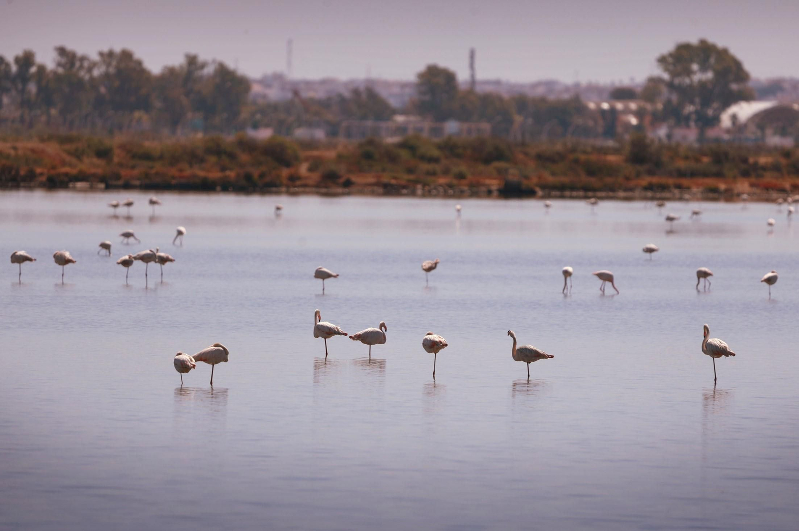 Flamencos en el paraje natural Marismas del Odiel en una imagen de archivo.