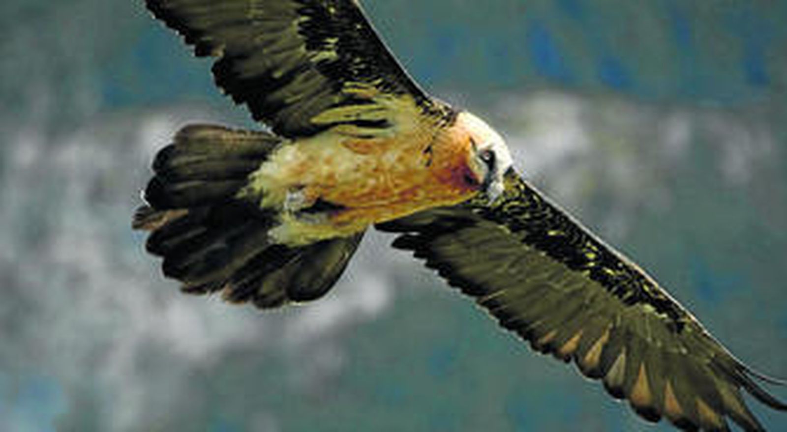 El quebrantahuesos reconquista los Picos de Europa