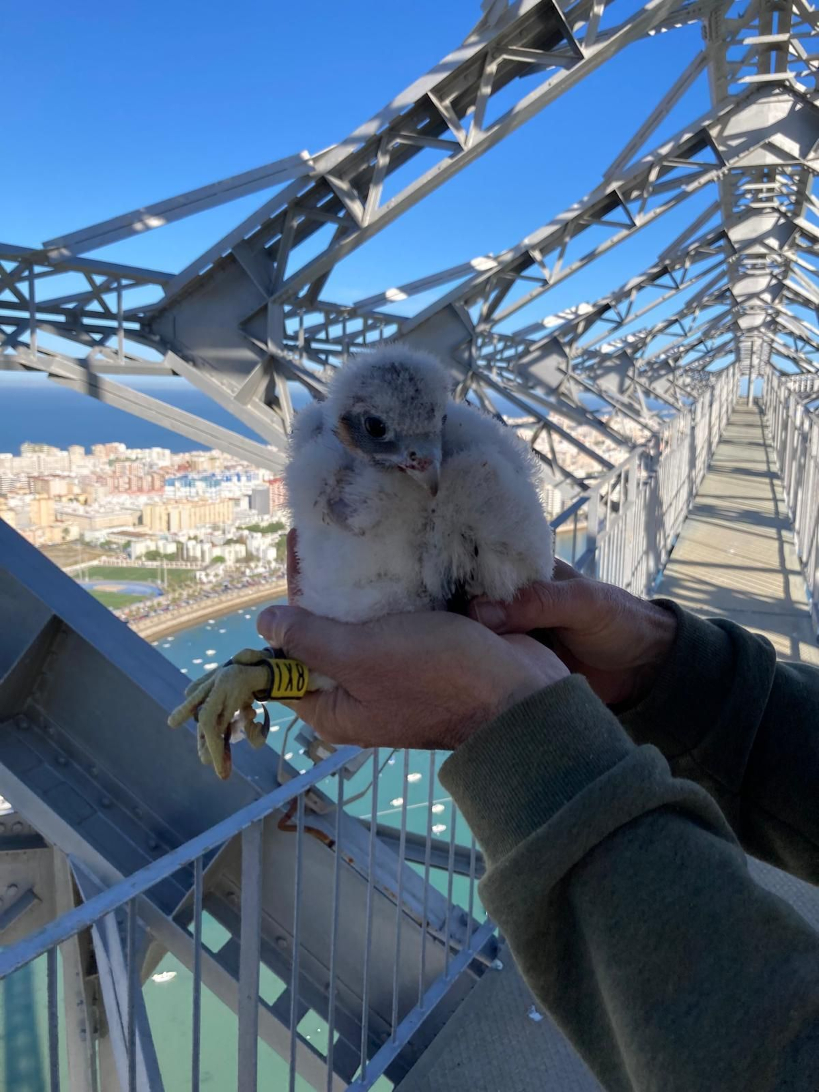 Un ejemplar de halcón un la Torre de  Puntales, en Cádiz