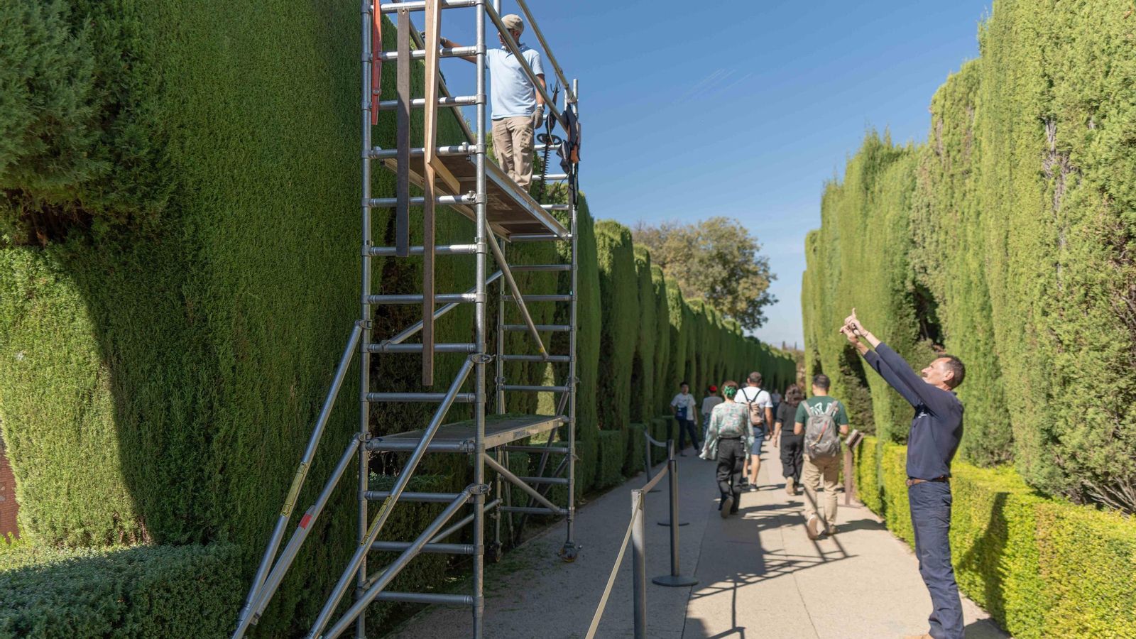 Trabajo en el paseo del secano con cipreses plantados en época de Torres Balbás.