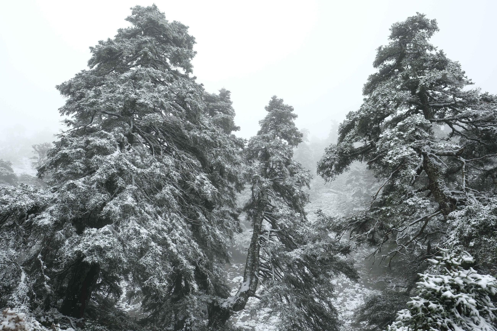 Pisapares cubiertos por la Nieve en la Cañada del Cuerno.