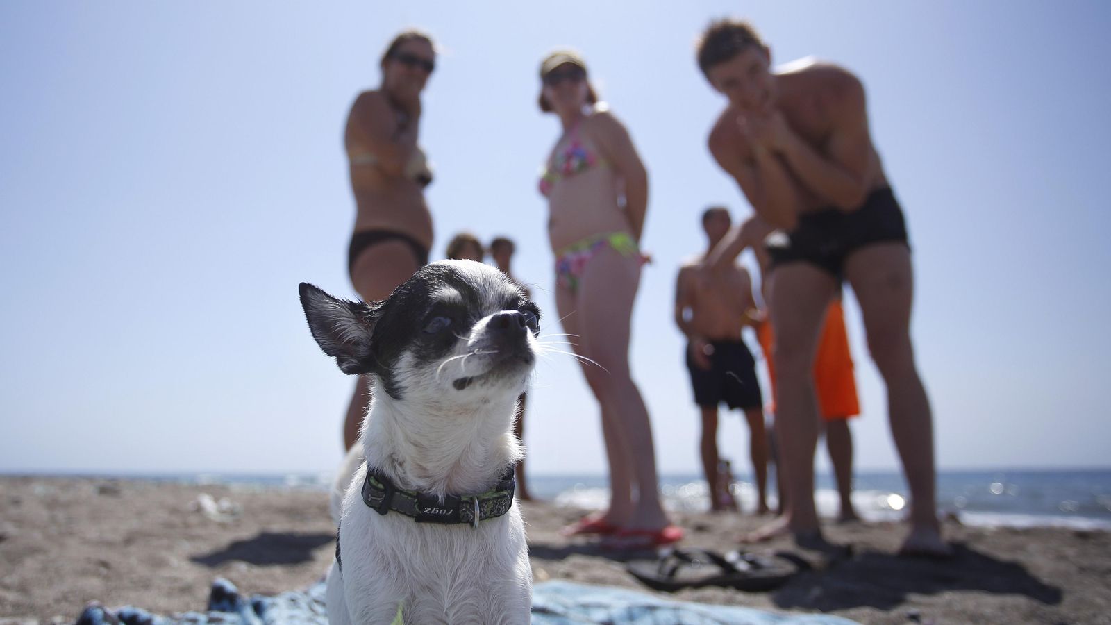 La diversión está asegurada en una playa para perros.