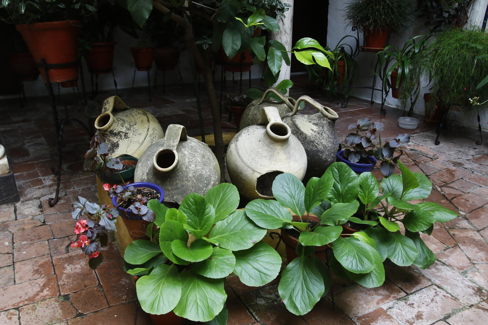 Los Patios de Córdoba en tiempos de crisis: Duque de la Victoria, 3