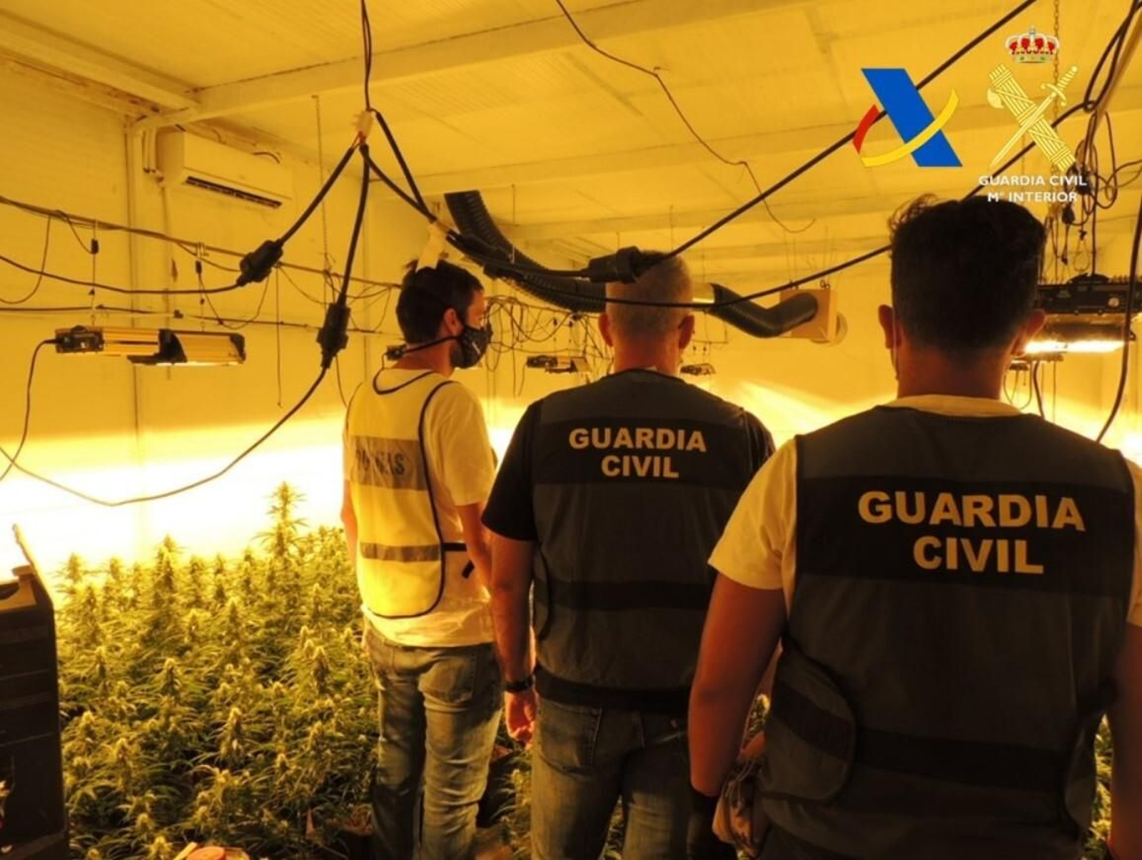 Los agentes, dentro de la nave donde se cultivaba la marihuana.