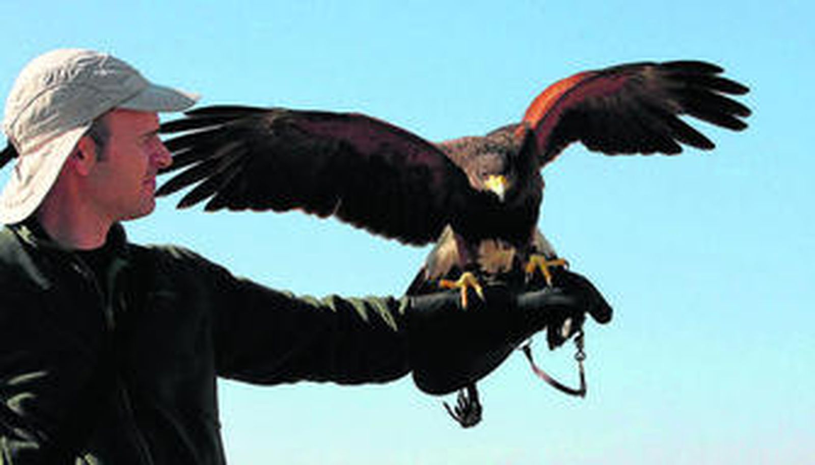 Un cetrero controla su ave en una exhibición el año pasado.