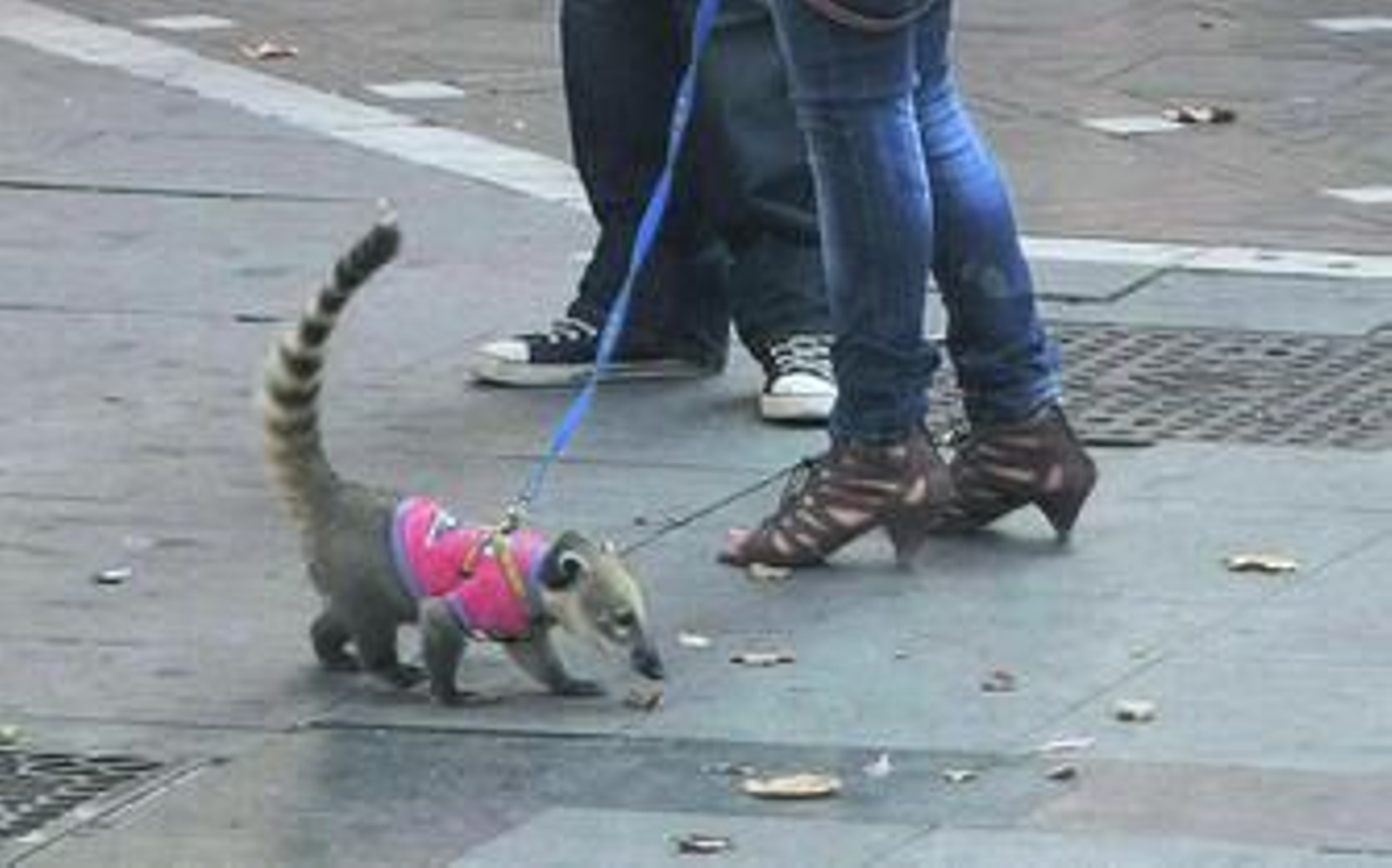 Hormiguero de mascota