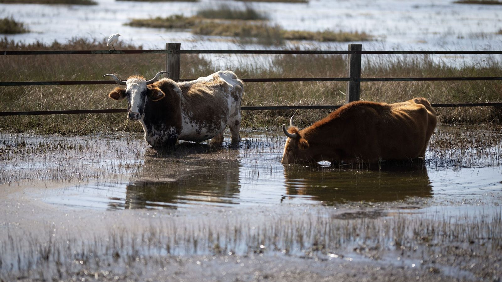Dos vacas marismeñas buscan comida debajo del agua junto al Muro de Doñana.
