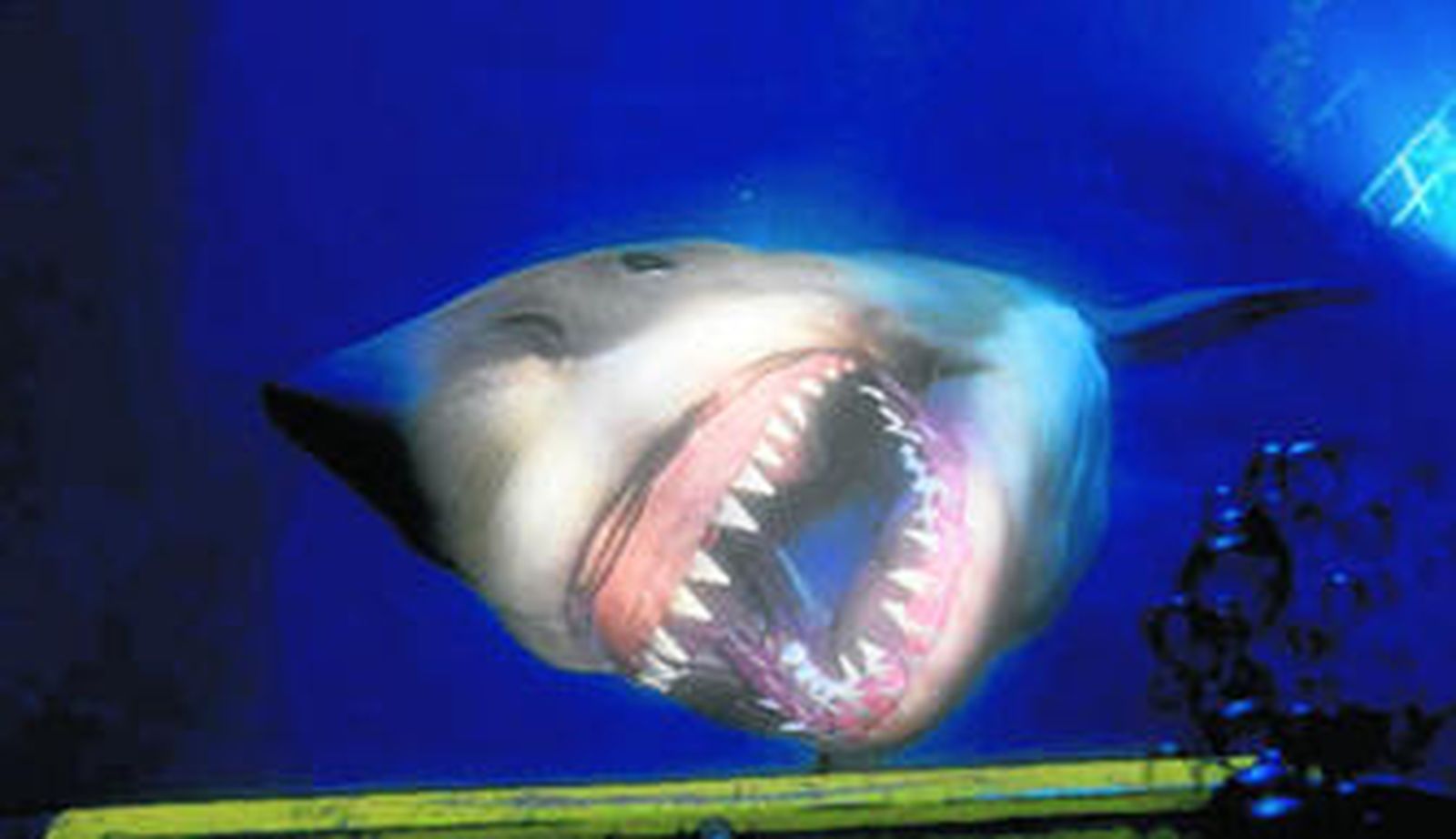 El jugador de 'PlayStation VR Worlds' puede encontrarse ante el ataque de un tiburón.