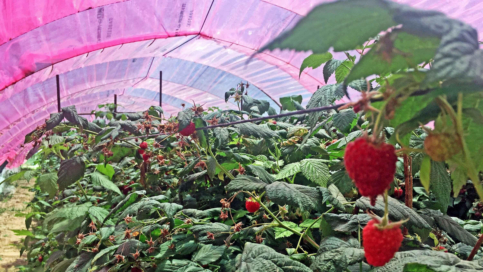 Imágenes de los plásticos luminiscentes que mejora el rendimiento de los frutos rojos en Huelva Imágenes de los plásticos luminiscentes que mejora el rendimiento de los frutos rojos en Huelva