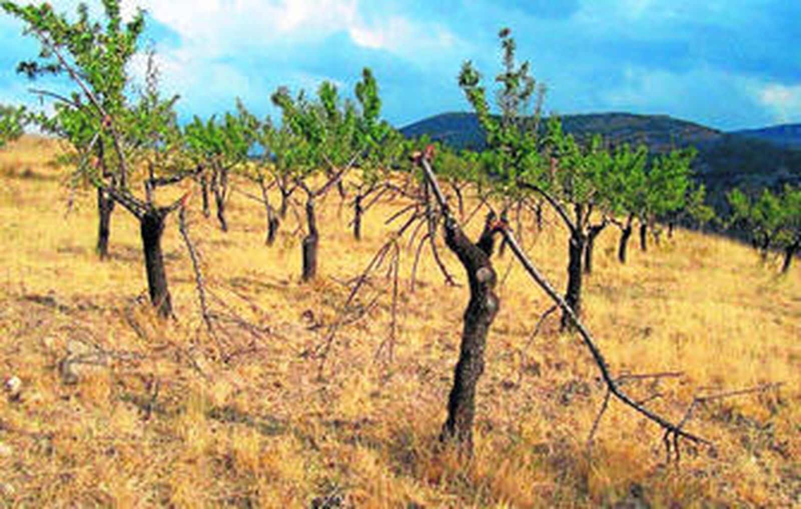 Una de las fincas de José Jorquera cuyos árboles están visiblemente afectados e irrecuperables.