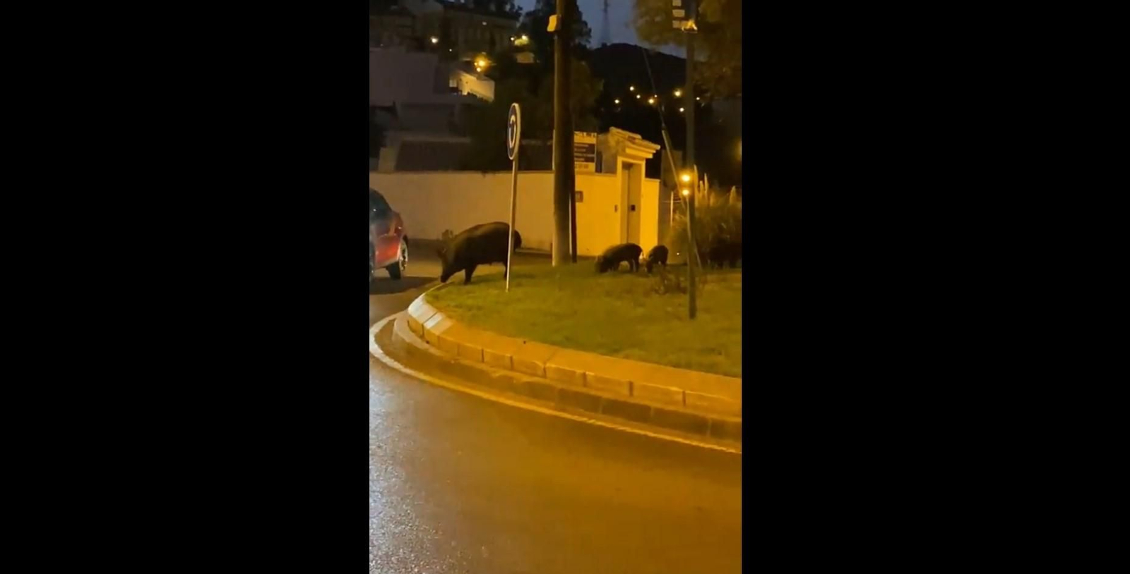 Una vez más, son captados unos jabalíes pasean por Málaga Una vez más, son captados unos jabalíes pasean por Málaga