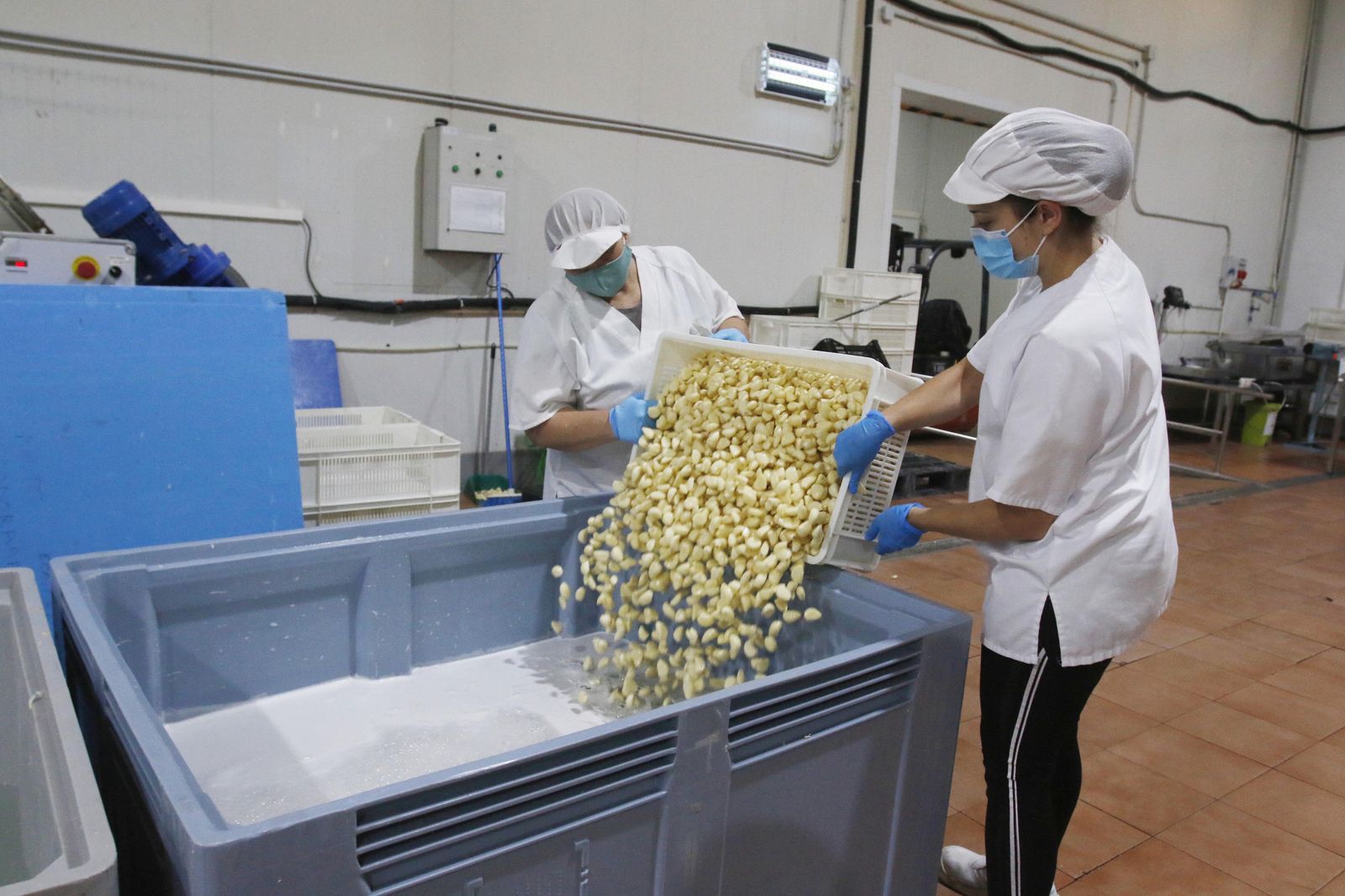 Mujeres trabajan en la elaboración del ajo negro en Córdoba.