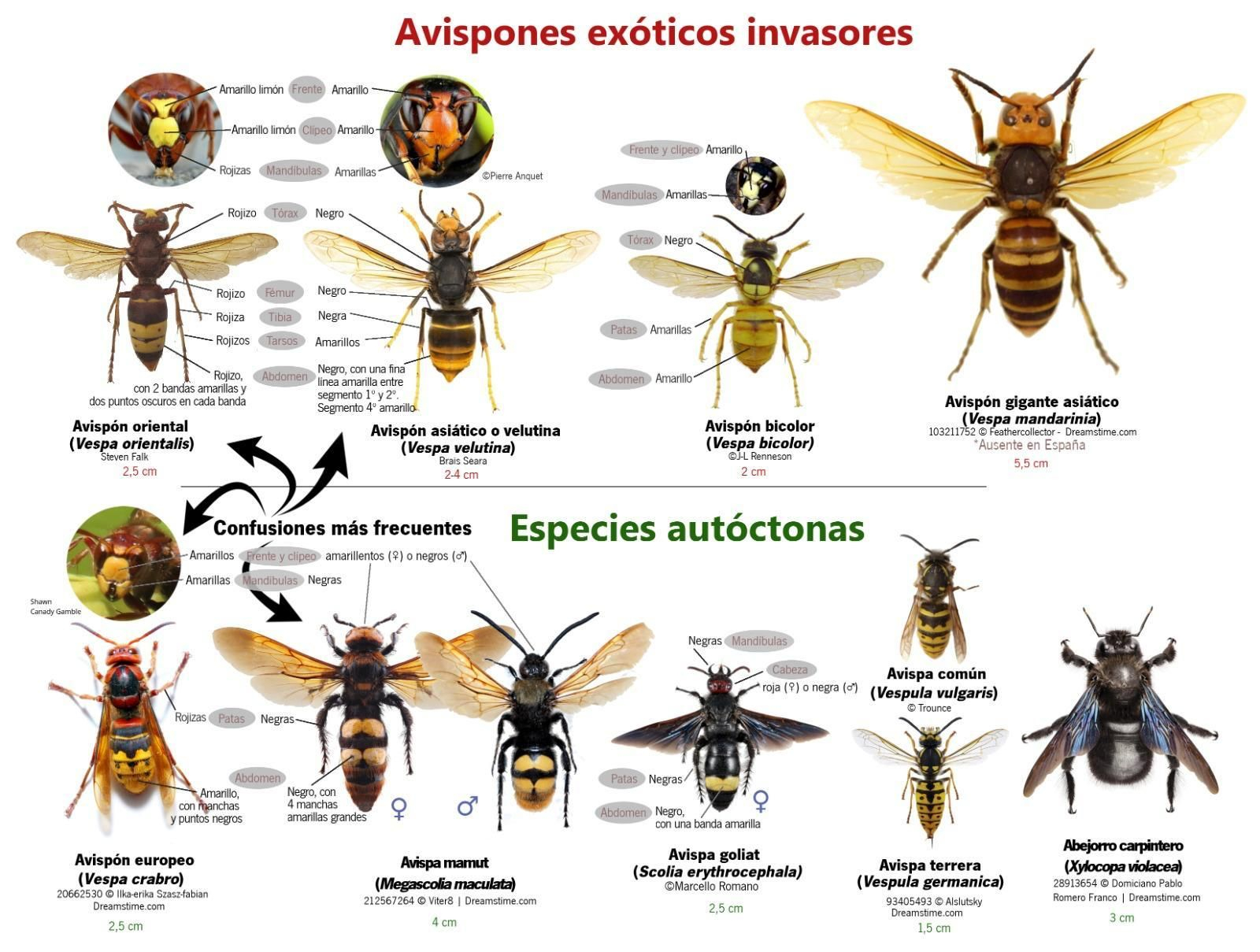 Cartel identificador avispones autóctonos e invasores