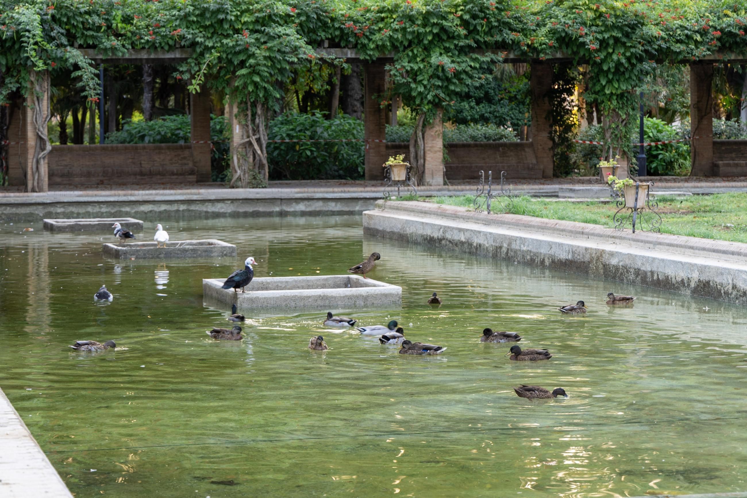 Cierre preventivo del Parque de María Luisa tras la aparición de más aves muertas