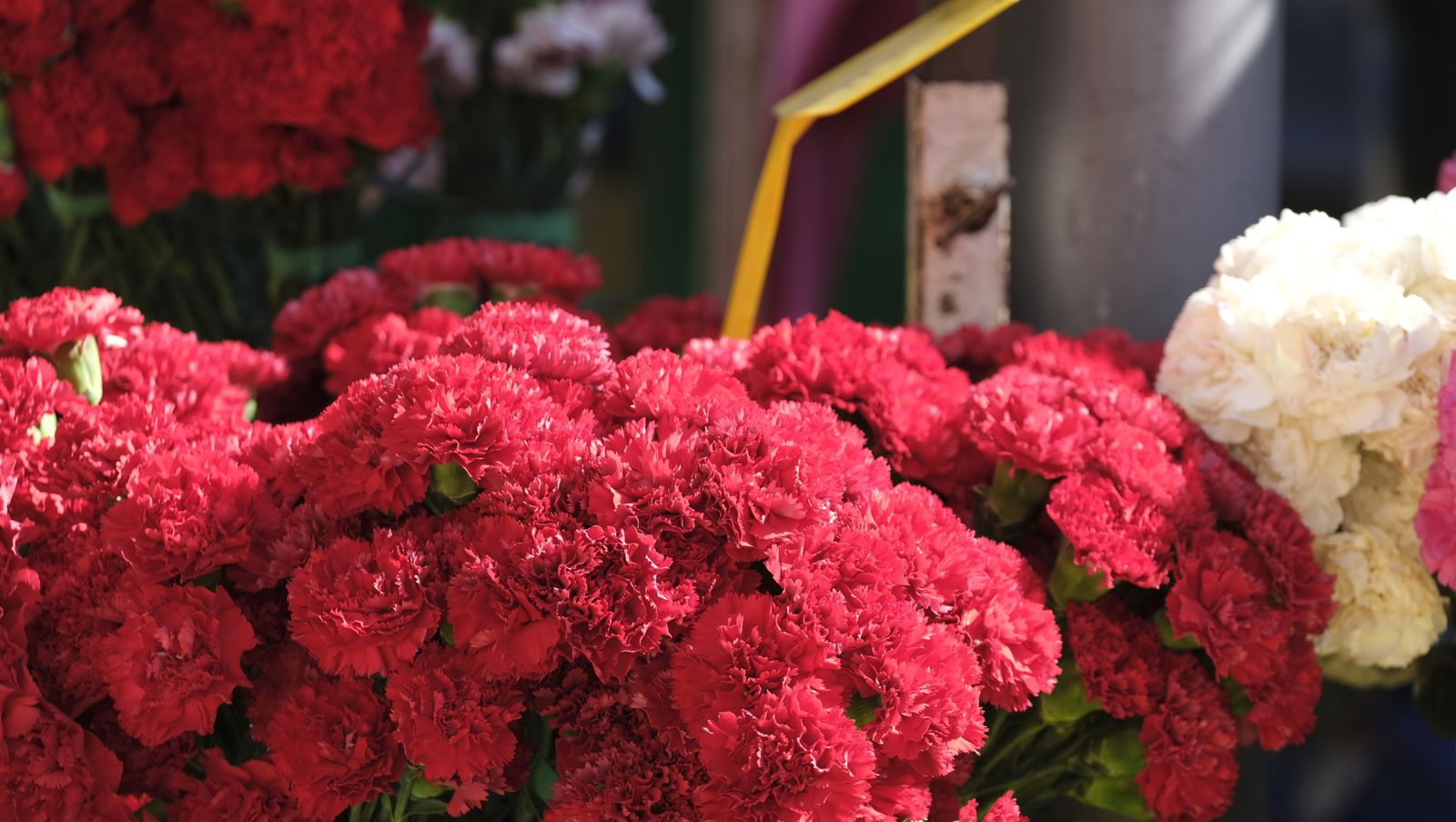 Imágenes del Día de Todos los Santos en el Cementerio de San José de Almería