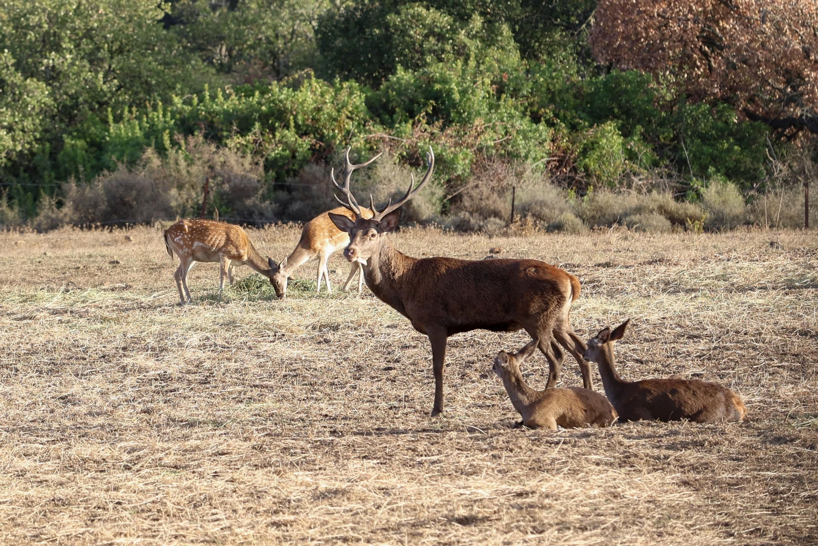 Fotos de la berrea en el Parque natural de Los Alcornocales