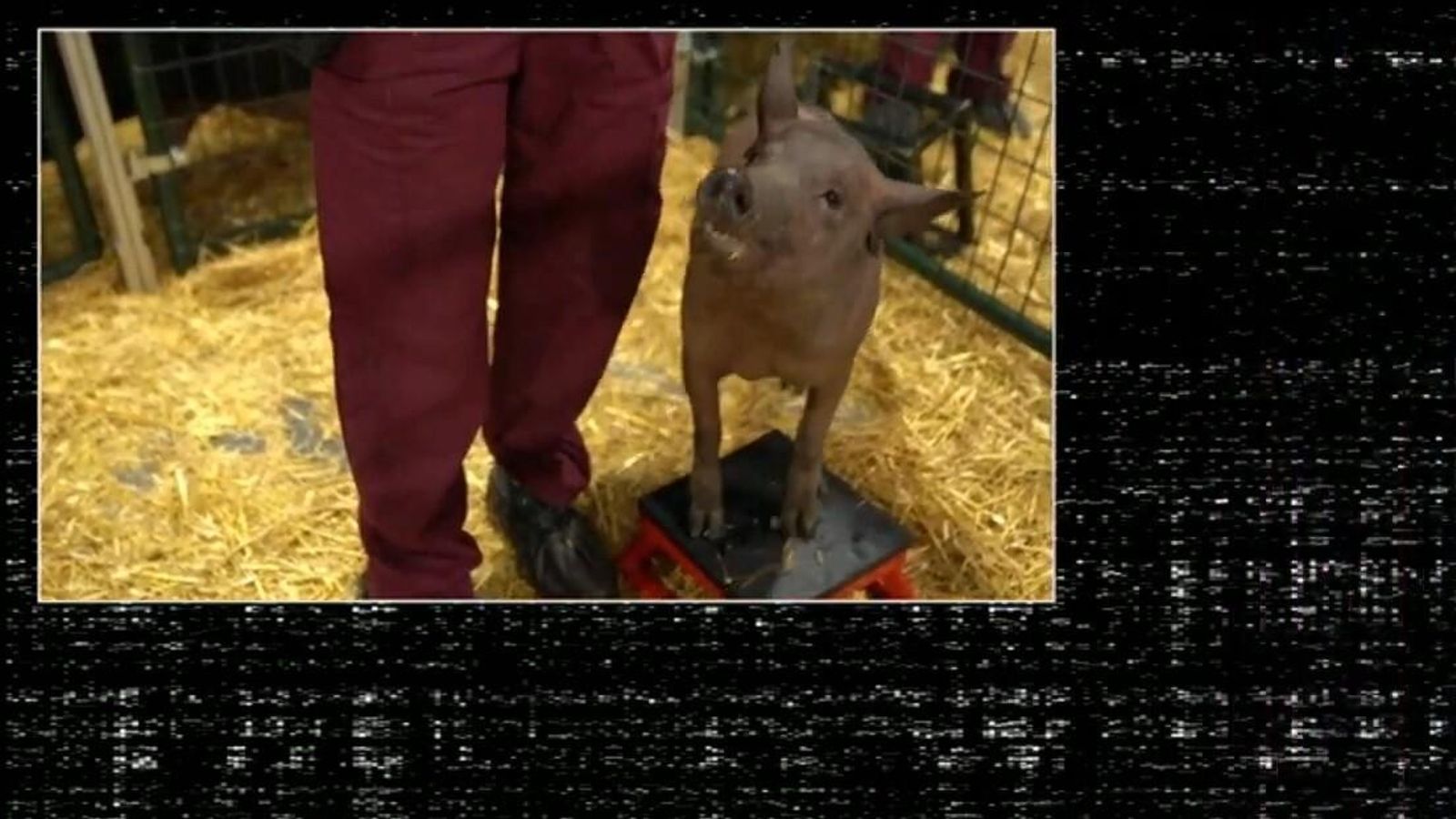 'Gertrude', cerdo con el chip de Neuralink implantado