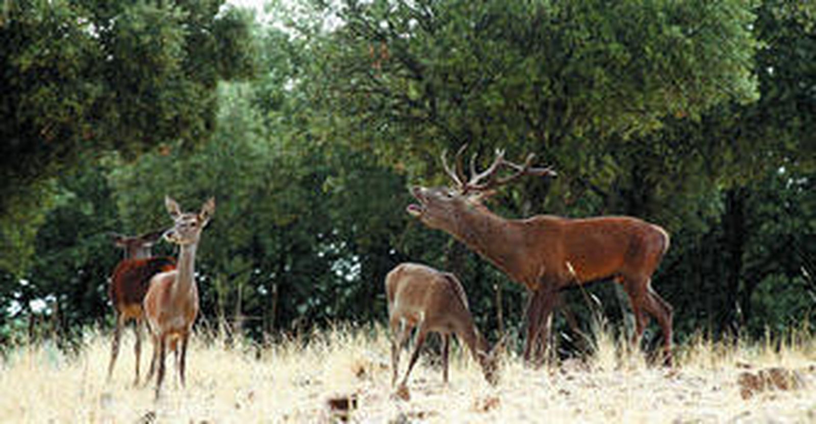 1. En la imagen, un ciervo berrea durante la época del celo e intenta marcar su territorio ante el resto  de machos en la pugna por las hembras de la manada. 2. Instantánea de archivo de un ciervo al anochecer en una de las fincas andaluzas entrela arboleda.  3. Imagen tomada en la finca La Almoraima, desde uno de sus puntos más altos, desde dónde se puede ver parte de su gran extensión con el Peñón de Gibraltar al fondo.