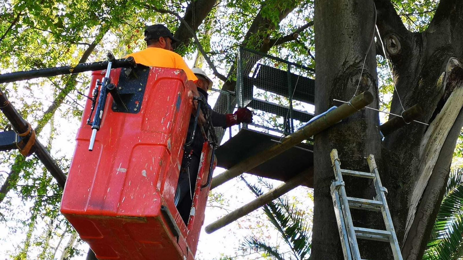 Instalación de las trampas en los árboles del parque.