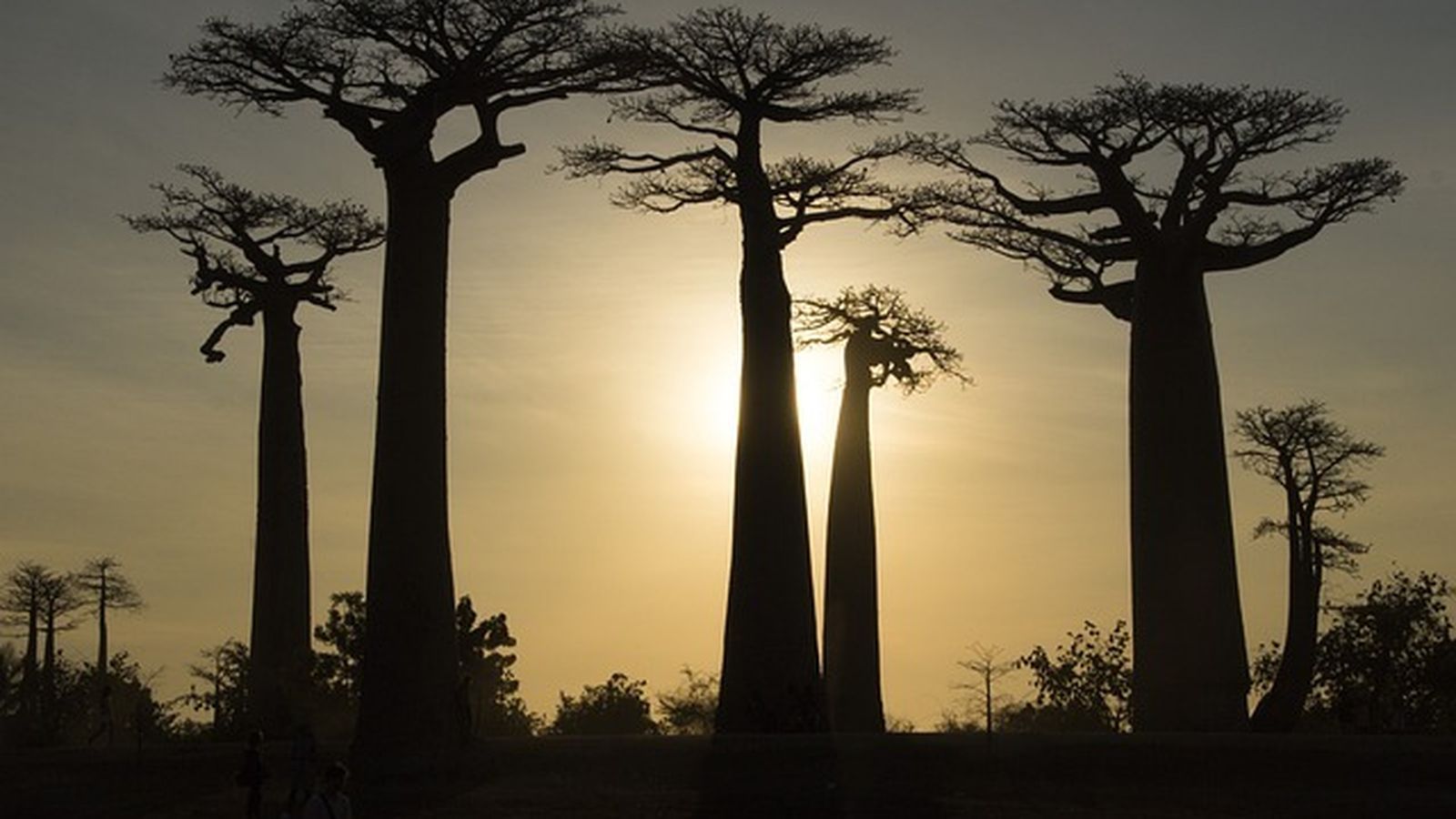 Baobabs en Madagascar