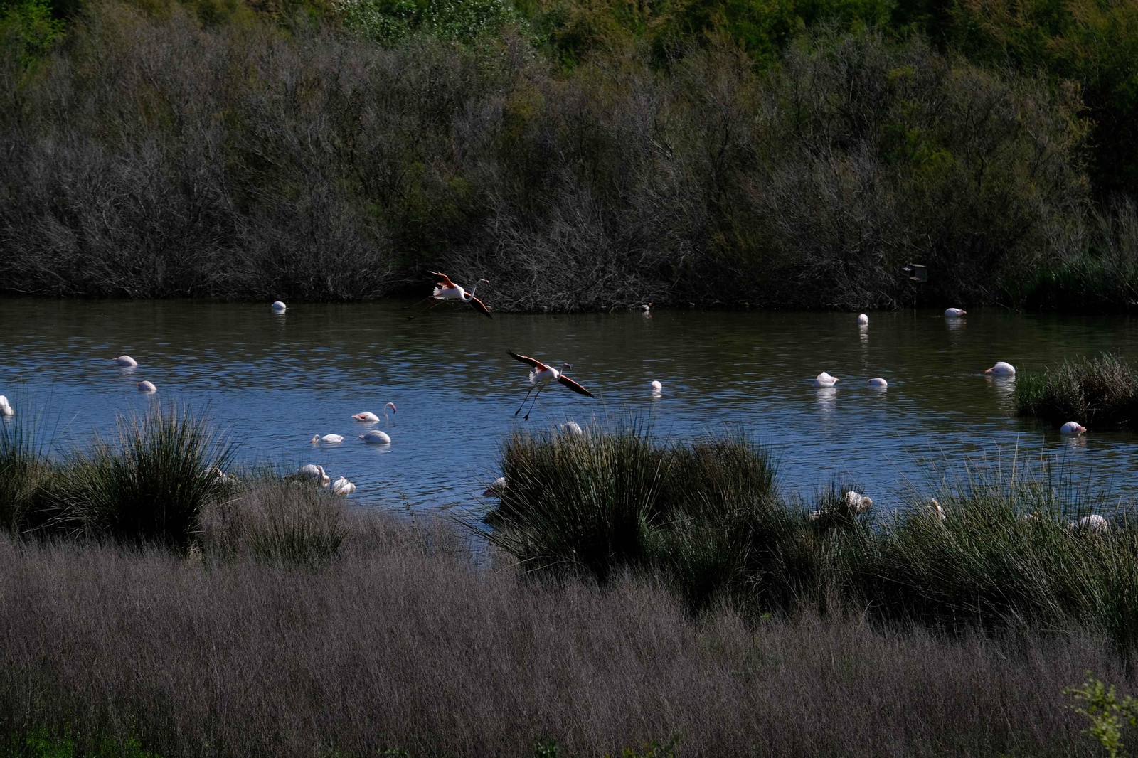 Miles de flamencos llegan a Fuente de Piedra tras las lluvias, en fotos.