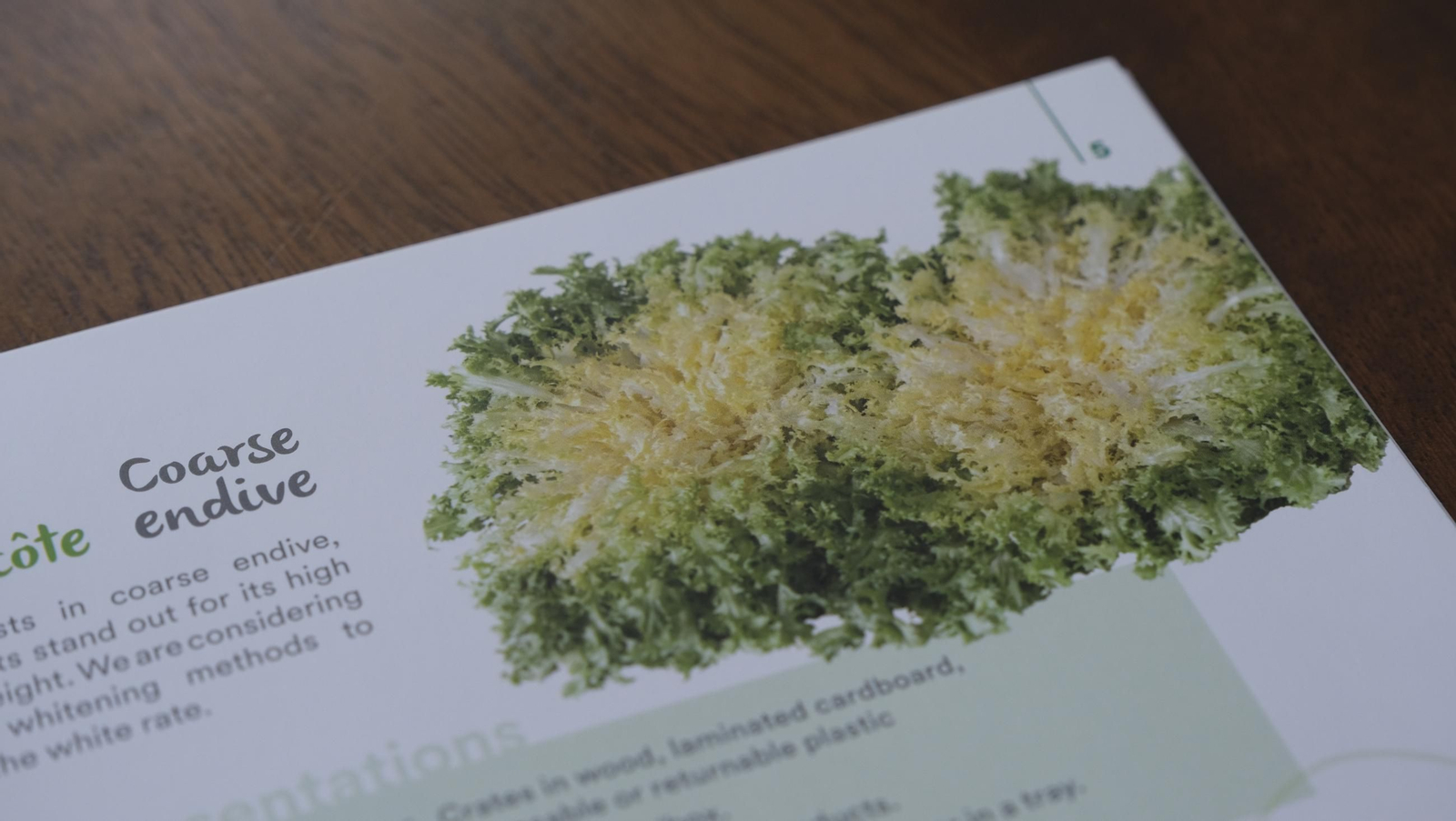 Desde Cuevas del Almanzora para el resto del mundo, las mejores escarolas con Cuadraspania, en imágenes