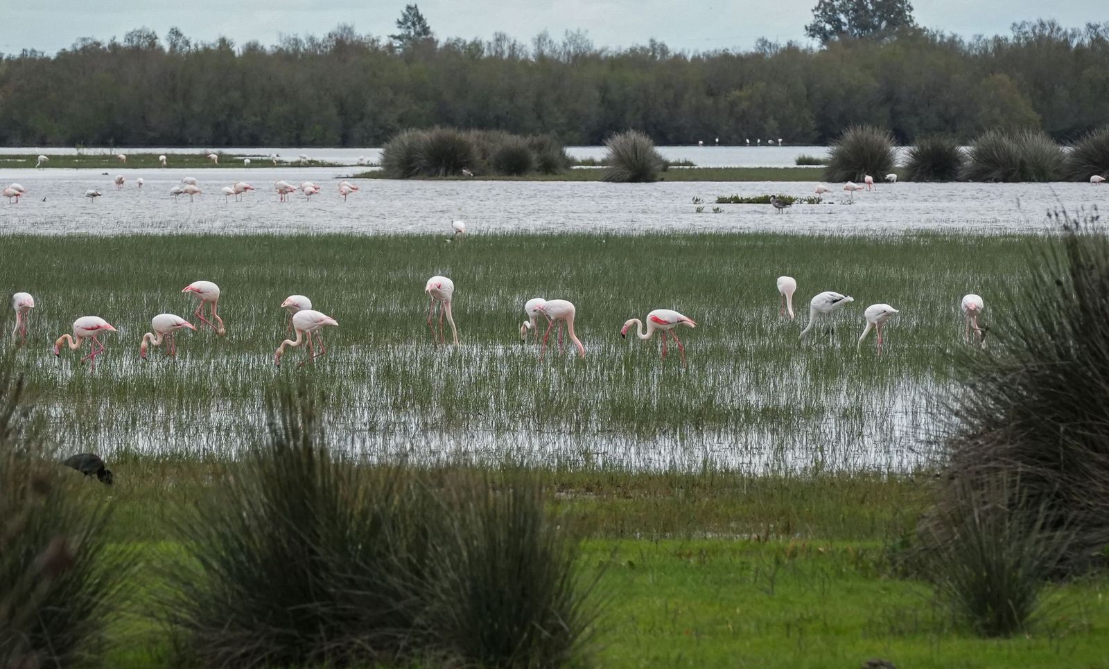 Flamencos en una de las marismas del Parque Nacional de Doñana.